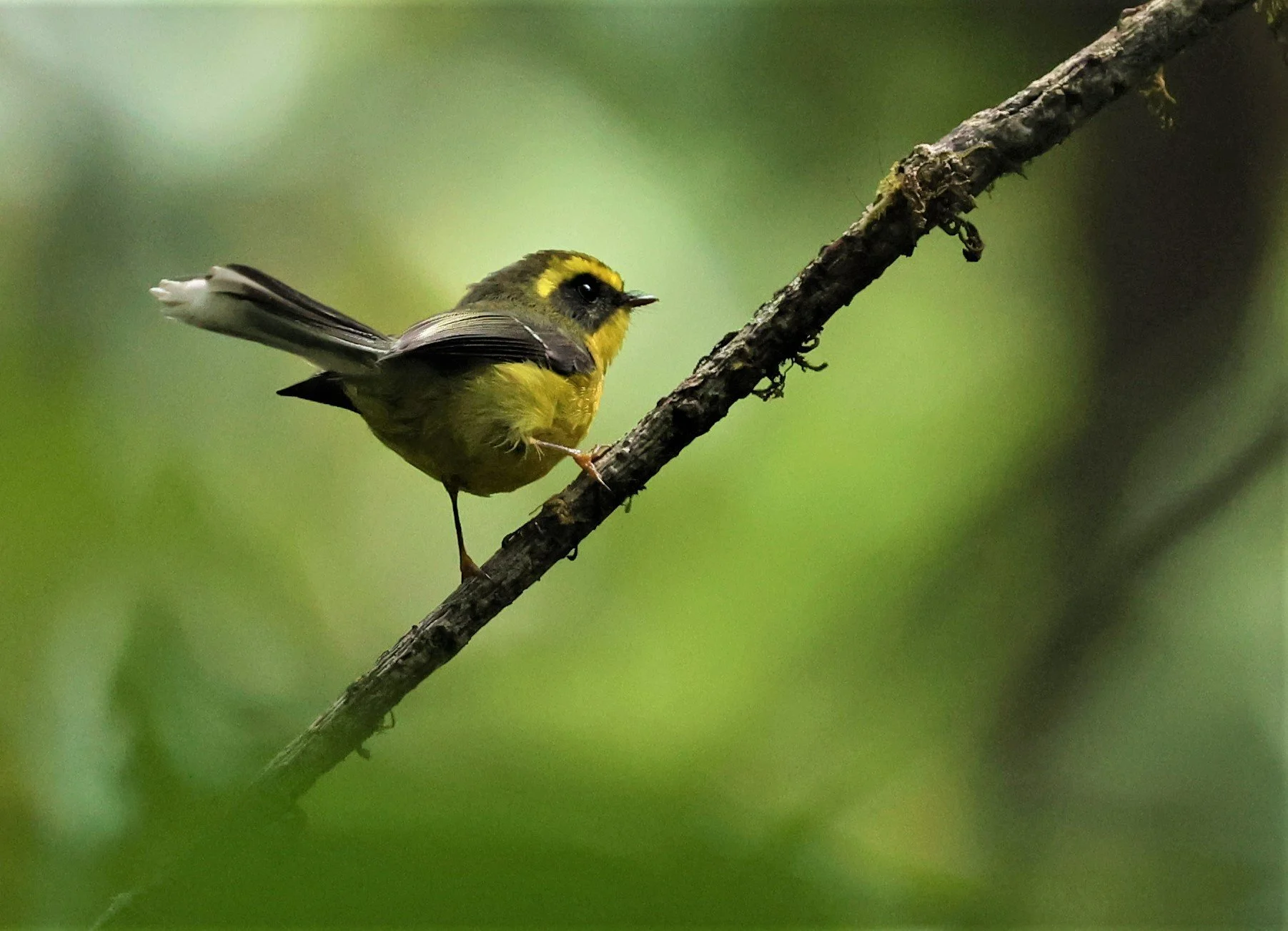 FANTAIL - YELLOW-BELLIED FAIRY-FANTAIL - Chelidorhynx hypoxanthus - DOI PHA HOM POK NP DOI LANG EAST FEB 2022 (25).jpg