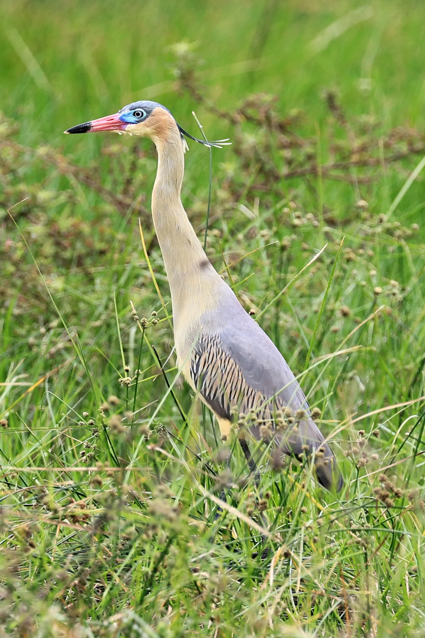 Whistling Heron (Syrigma sibilatrix) Agua Dulce Paraguay (9).jpg