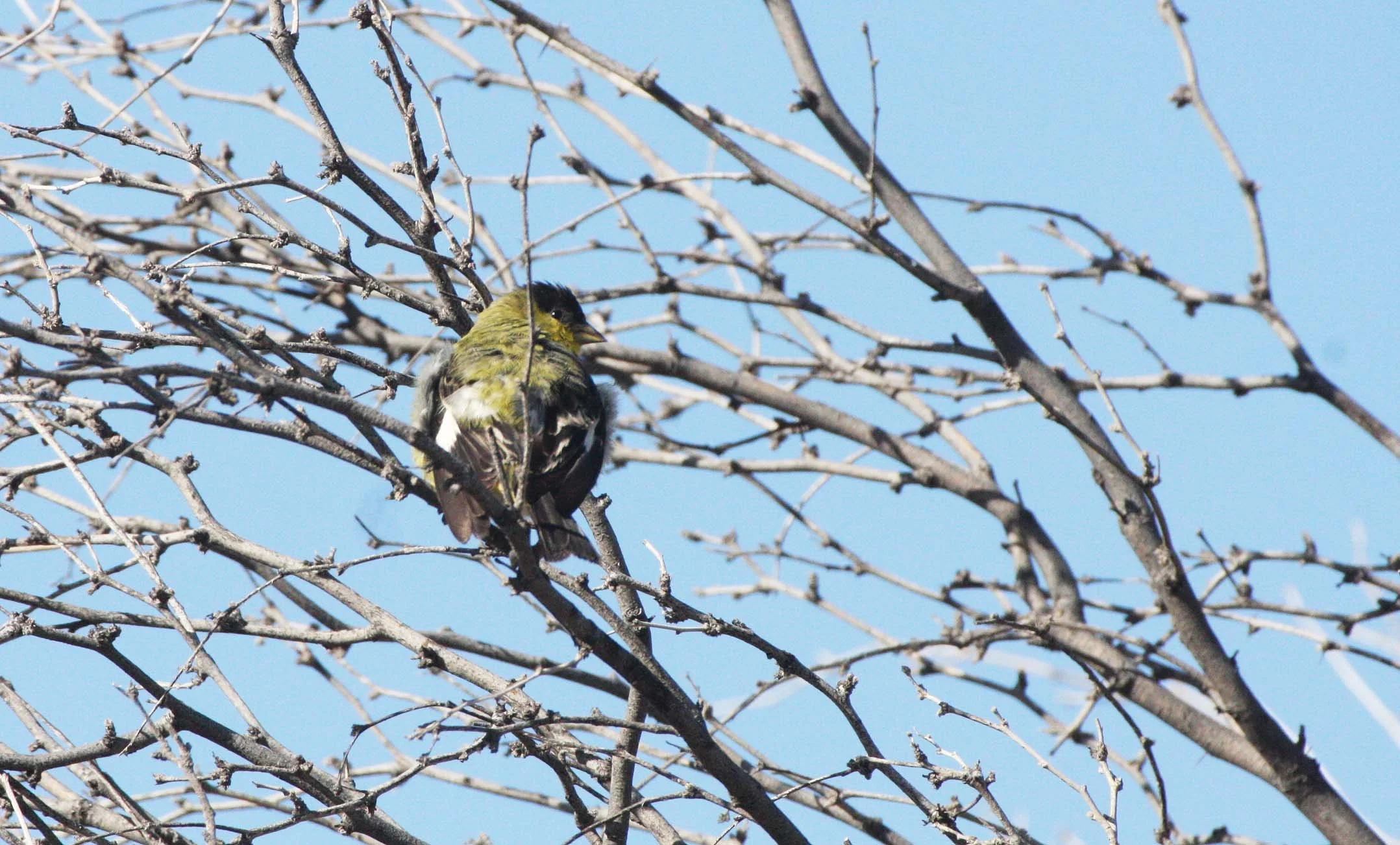 Lesser Goldfinch (Spinus psaltria) Catavina Desert, Baja Mexico (10).JPG