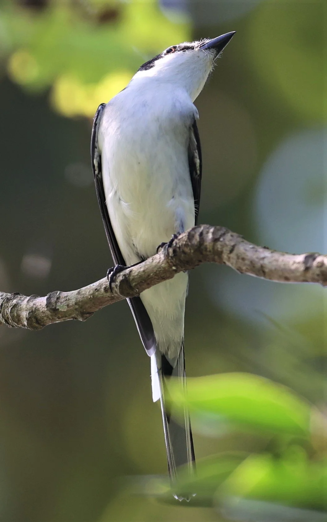 Ashy Minivet (Pericrocotus divaricatus) Kaeng Krachan NP Thailand (12).jpg