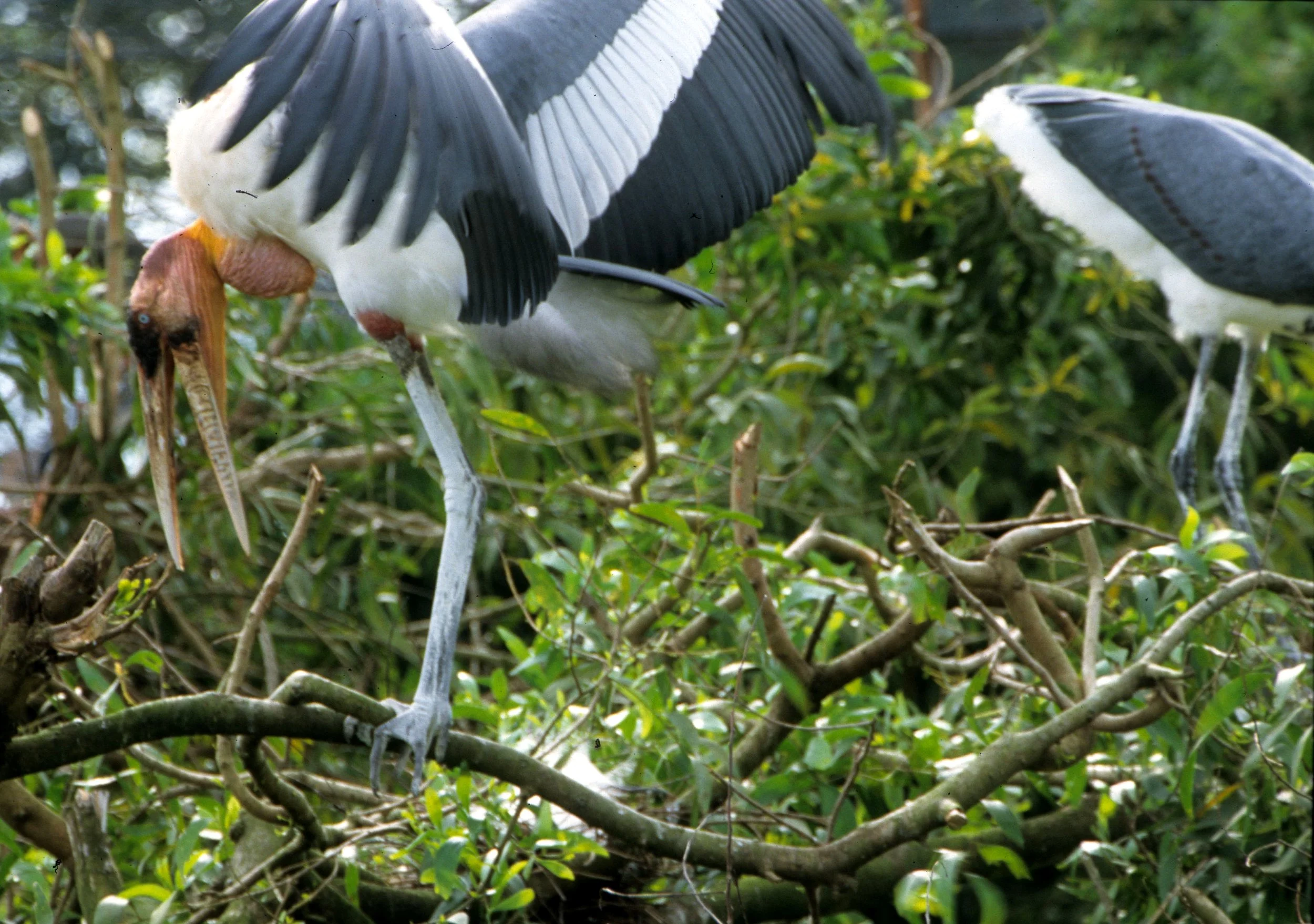 STORK - GREATER ADJUTANT STORK - Leptoptilos dubius - NAKHONSITHAMMART WETLANDS (2).jpg