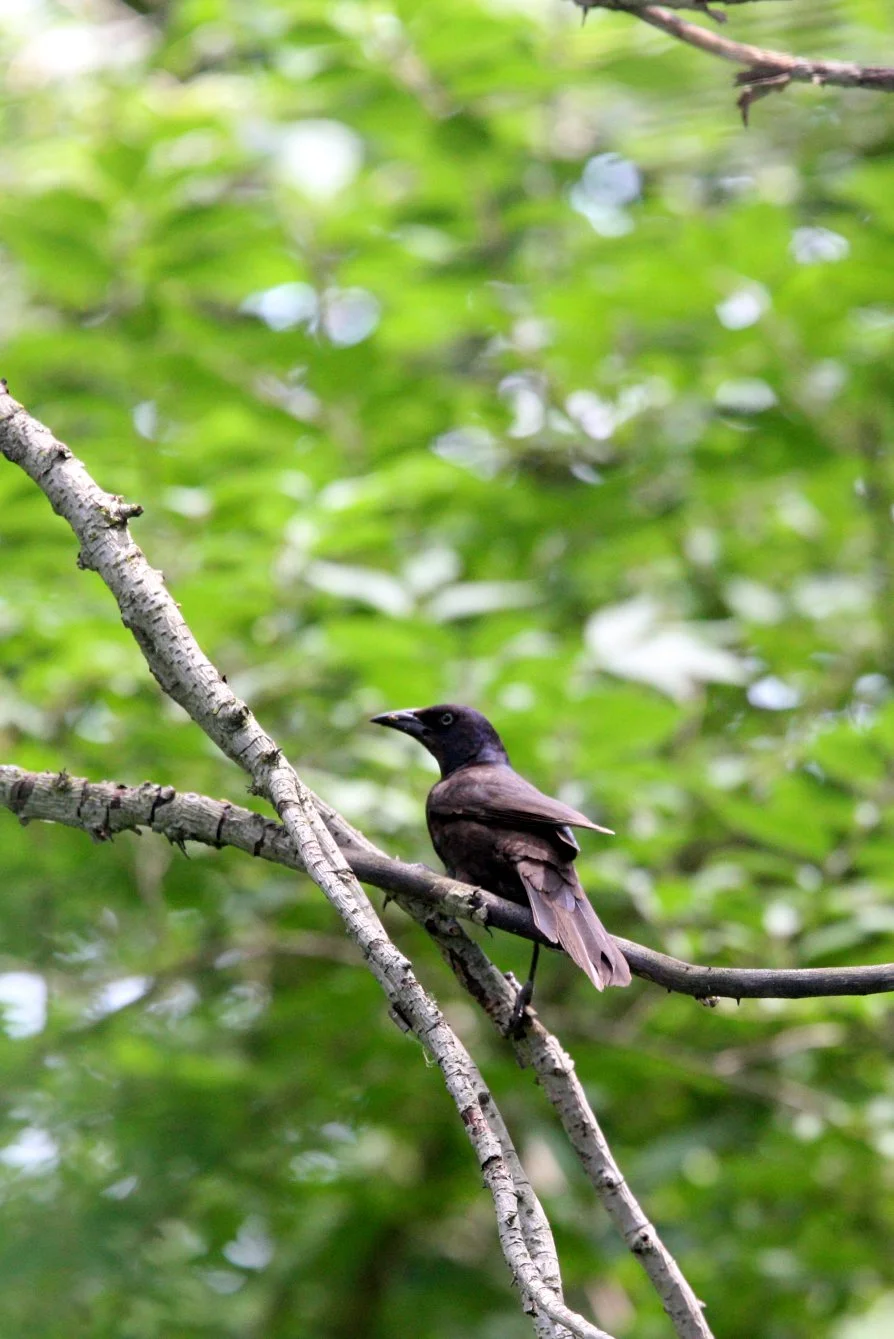 Common Grackle (Quiscalus quiscula) Lincoln Marsh Illinois (3).JPG