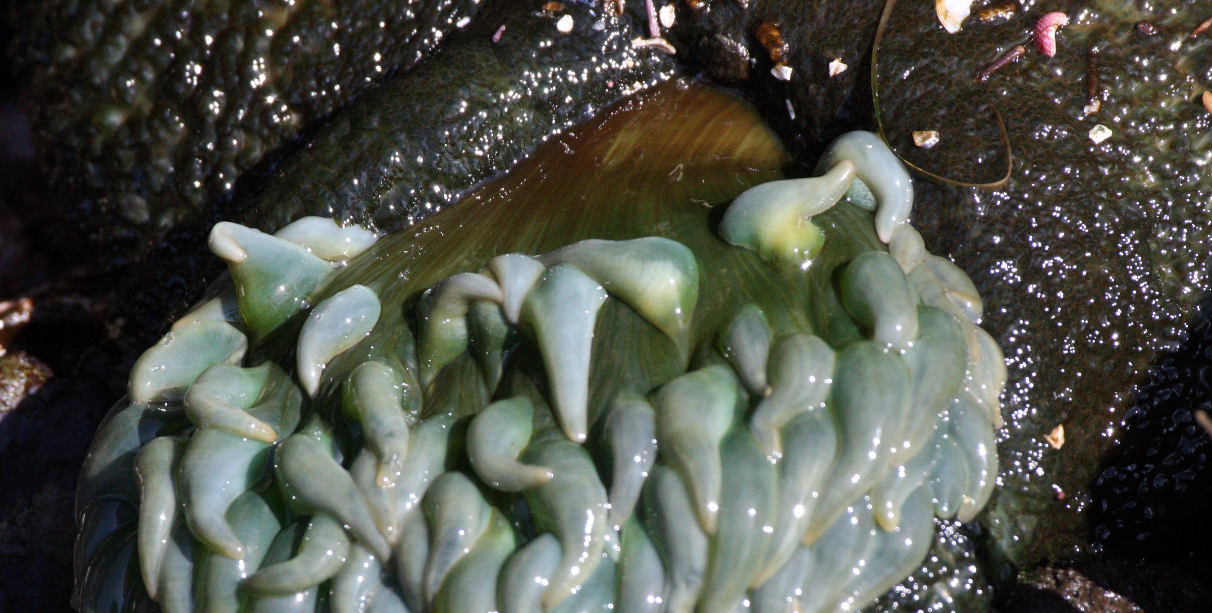 INVERT - MARINE INTERTIDAL - CNIDARIA - ANEMONE - GREEN SEA ANEMONE - ANTHOPLEURA XANTHOGRAMMICA - SALT CREEK WA.JPG