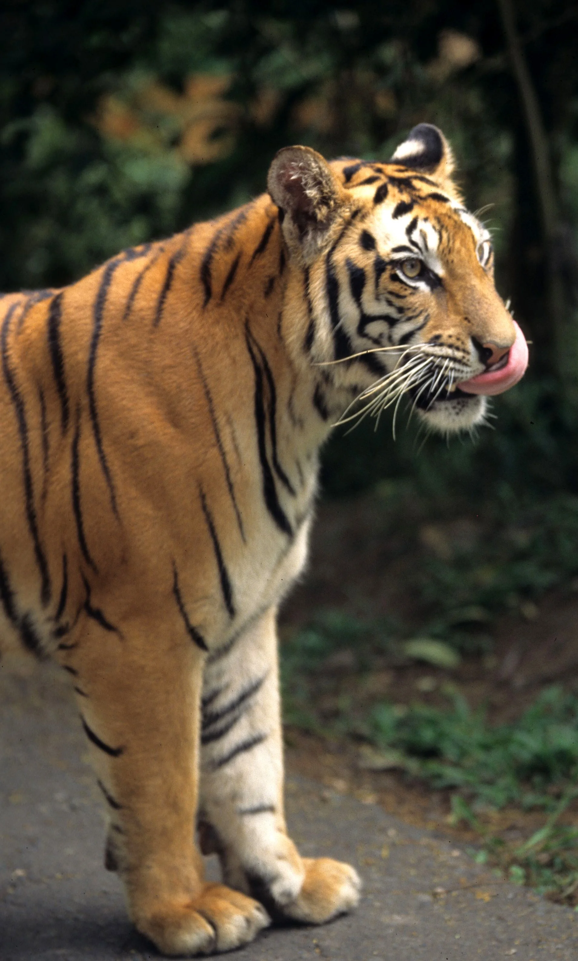 TIGER I.jpg