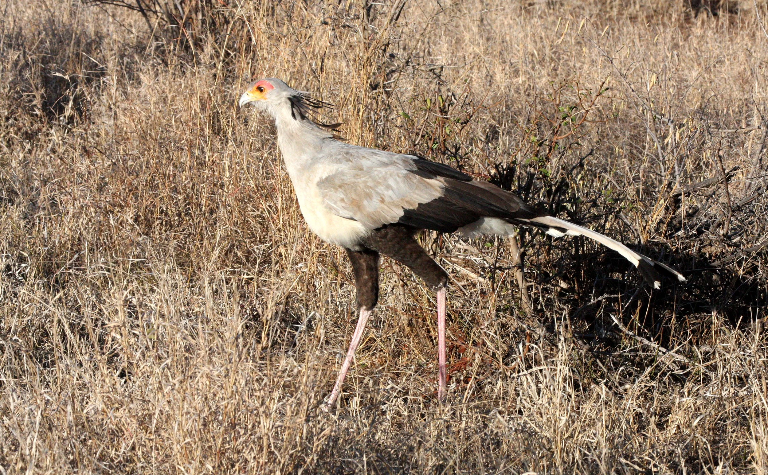 BIRD - SECRETARY BIRD - KRUGER NATIONAL PARK SOUTH AFRICA (10).JPG