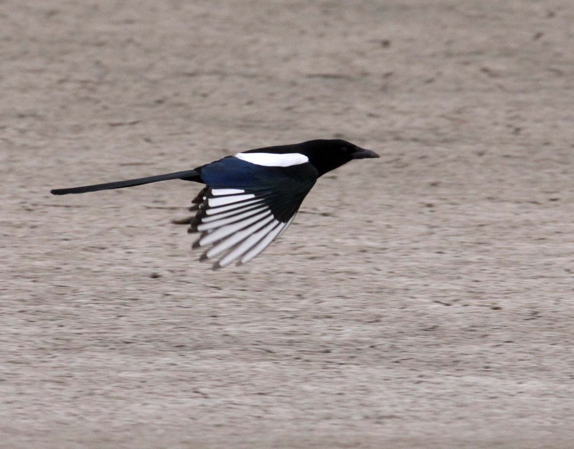 BIRD - MAGPIE - COMMON BLACK-BILLED MAGPIE- YANCHENG CHINA (11).JPG