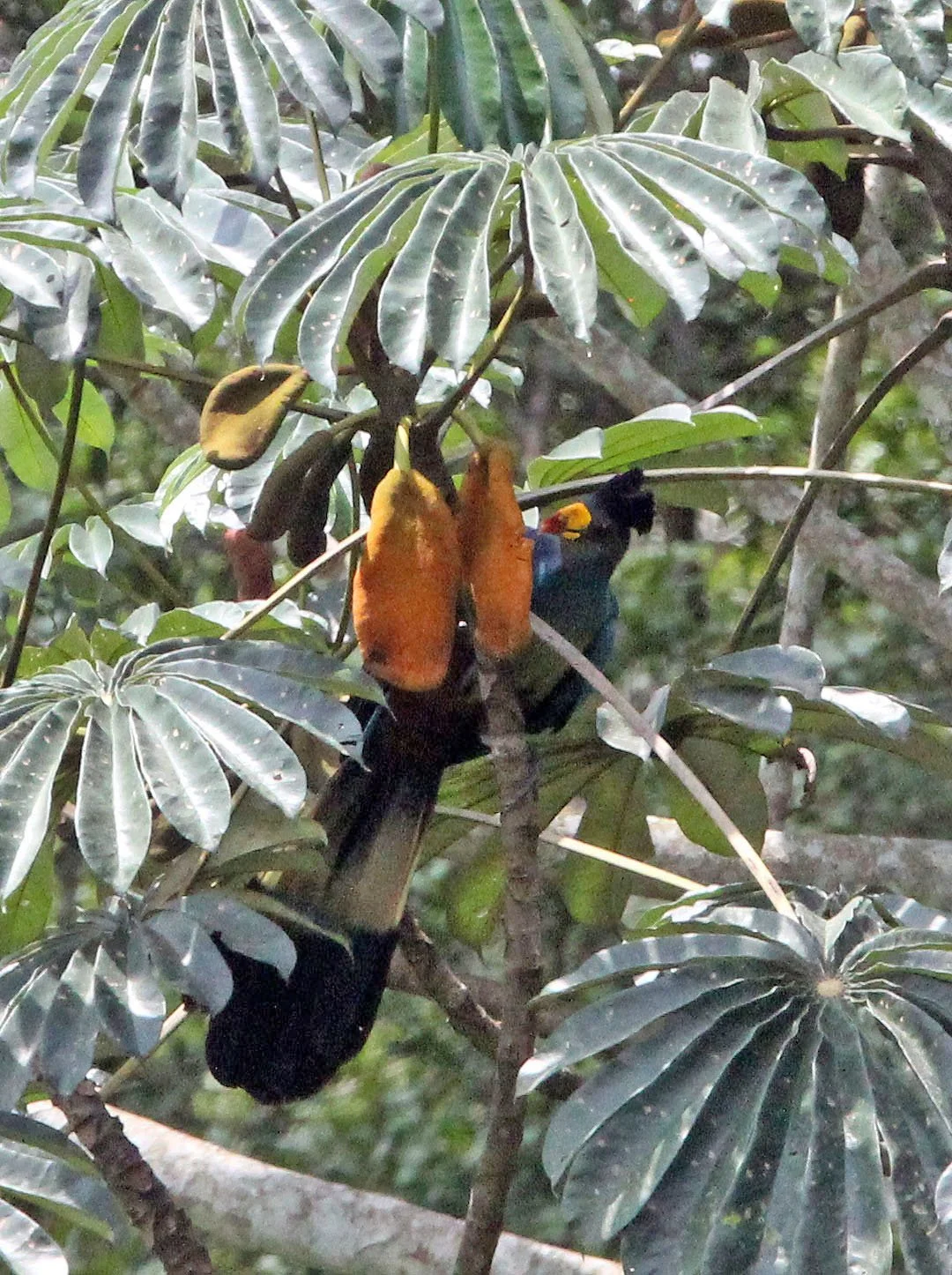 Great Blue Turaco (Corythaeola cristata) Dzanga Ndoki NP Central African Republic (7).JPG