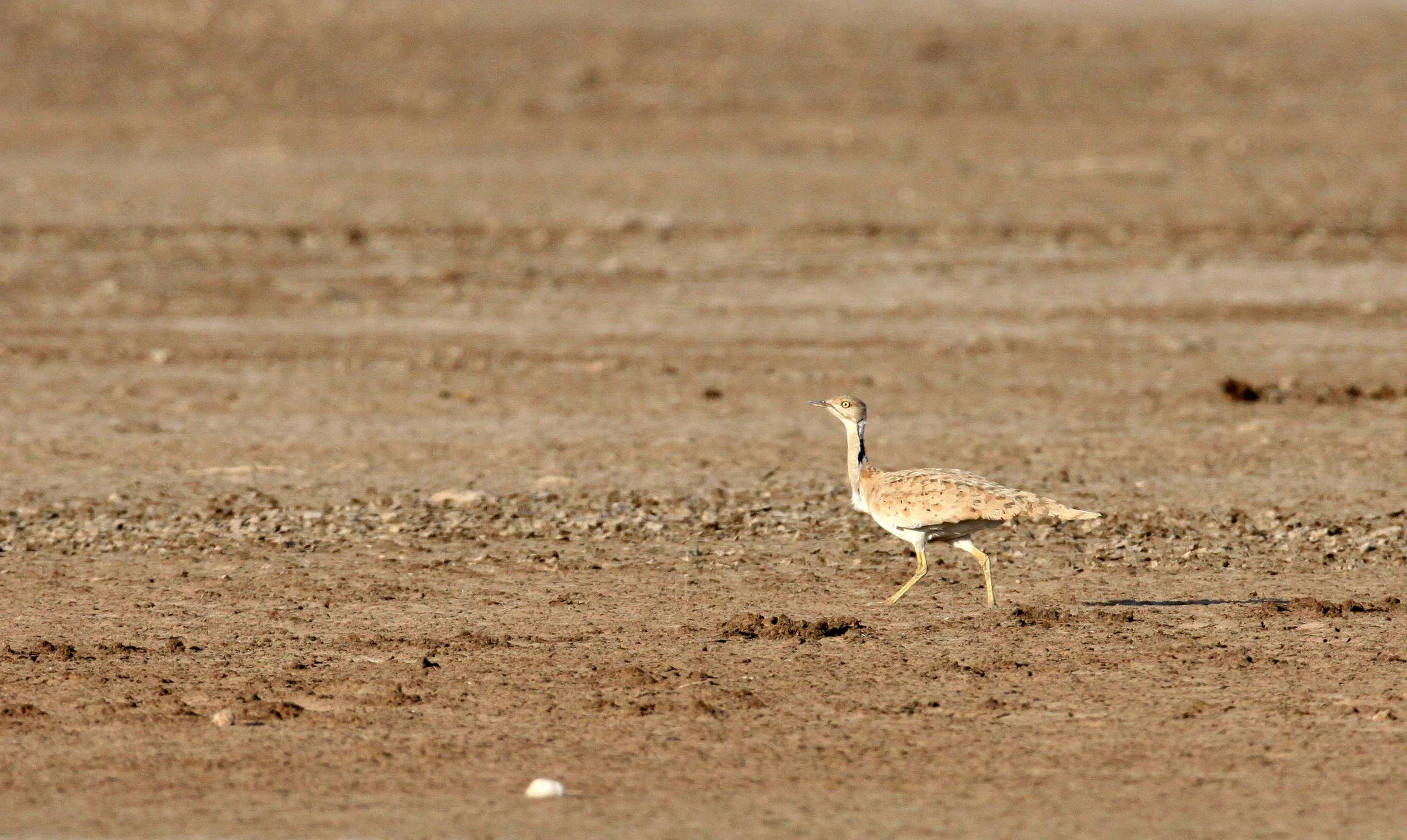 Macqueen's bustard (Chlamydotis macqueenii) Little Rann of Kutch, Gujarat India (10).JPG