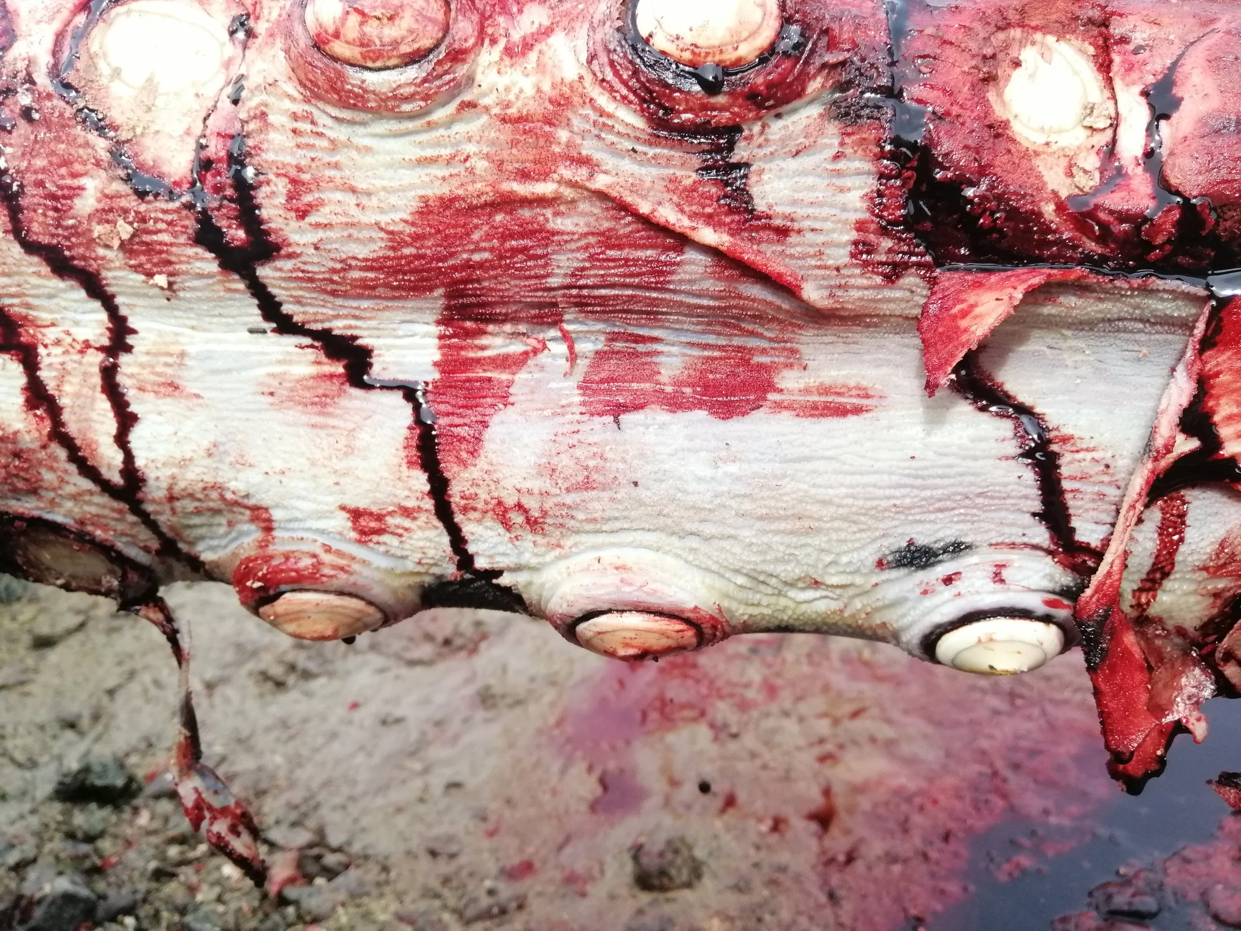 2019 Koh Lanta Dead Sperm Whale Summer Trip (11).jpg