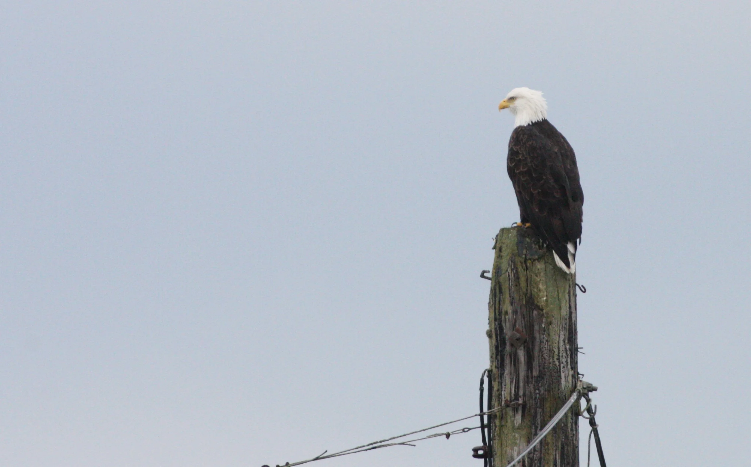 Haliaeetus leucocephalus - AMERICAN BALD EAGLE - NEAH BAY WA.JPG
