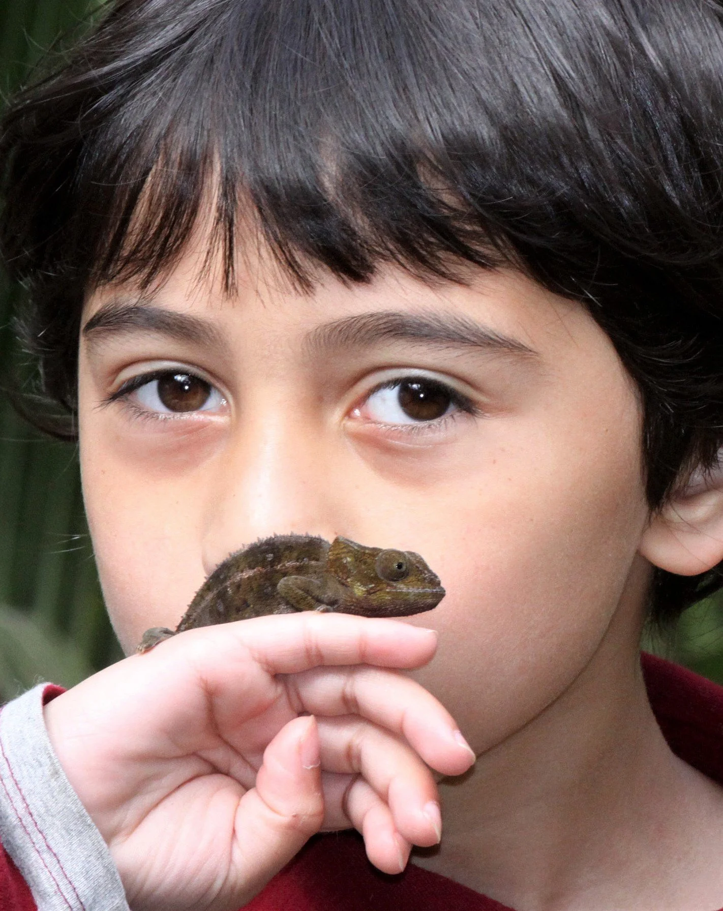 Calumma malthe - GREEN-EARED CHAMELEON - MANTADIA NATIONAL PARK MADAGASCAR (5).JPG