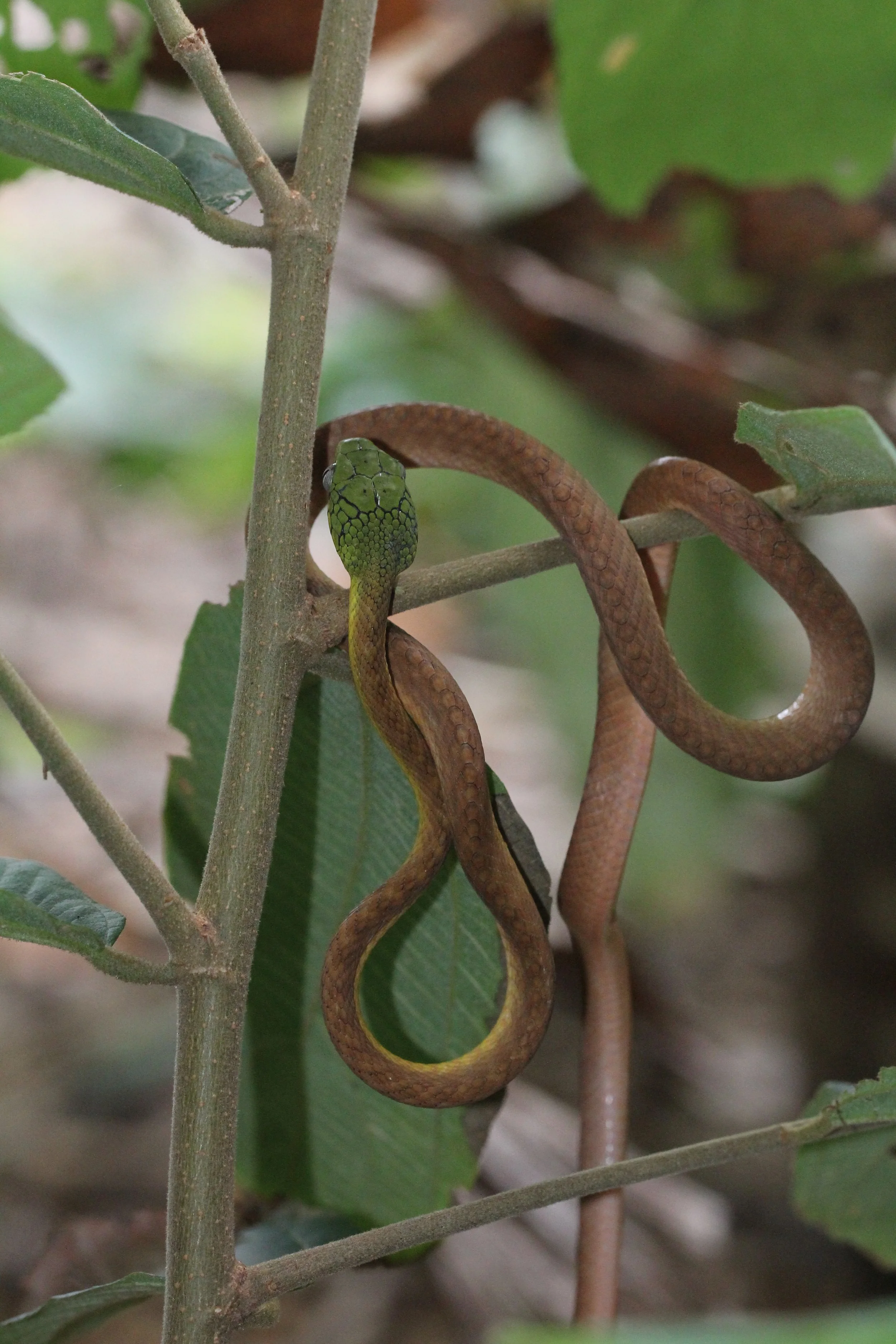 Boiga cyanea - GREEN CAT SNAKE - KOH LANTA THAILAND (142).JPG