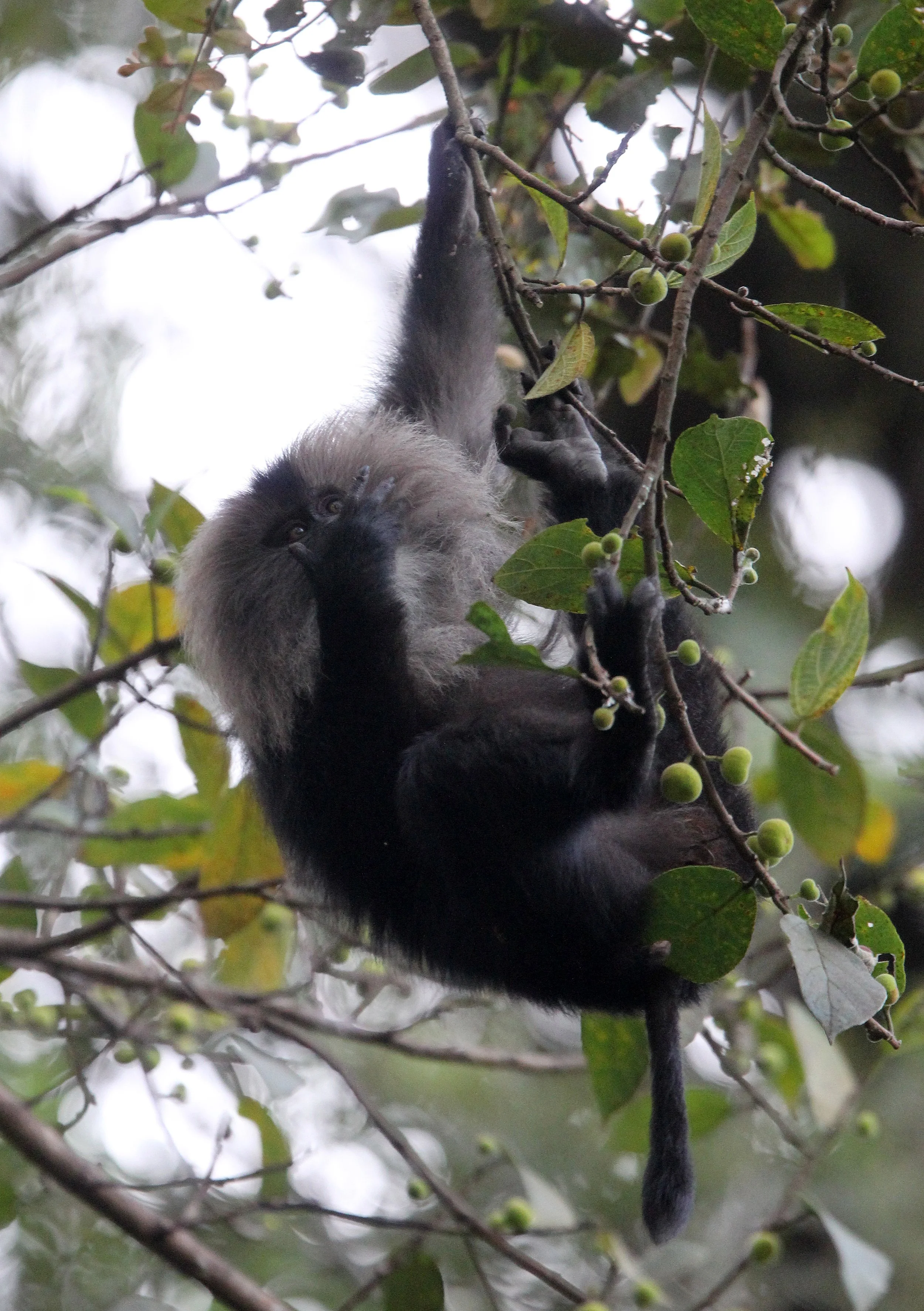 CERCOPITHECIDAE - Macaca silenus -LION-TAILED MACAQUE - VALPARAI PARK TAMIL NADU (140).JPG