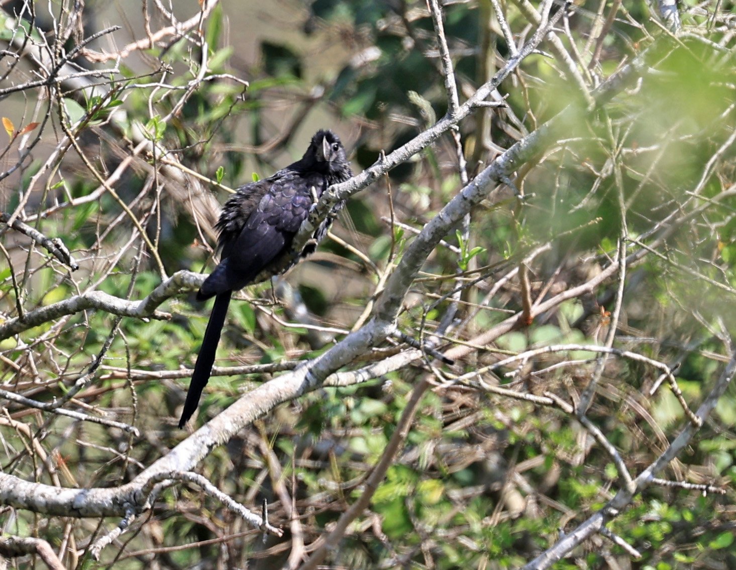Smooth-billed Ani (Crotophaga ani) Asuncion Paraguay (3).jpg
