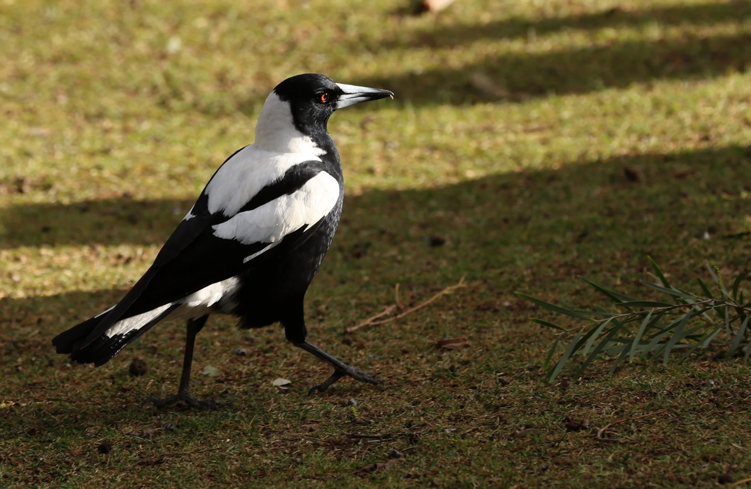 Australian magpie (Gymnorhina tibicen) Bonorong Wildlife Sanctuary - Tasmania (7).jpg