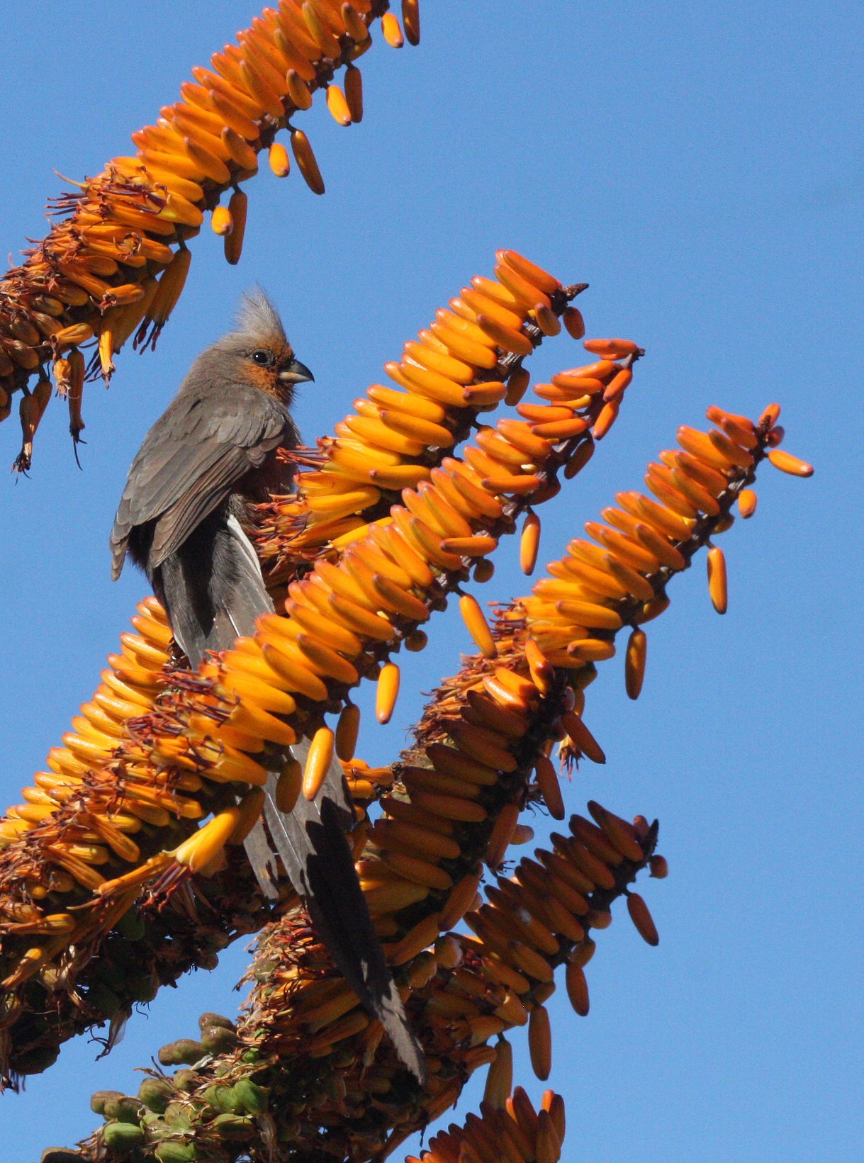 Gray Go-away-bird (Crinifer concolor) Kruger NP South Africa (8).JPG