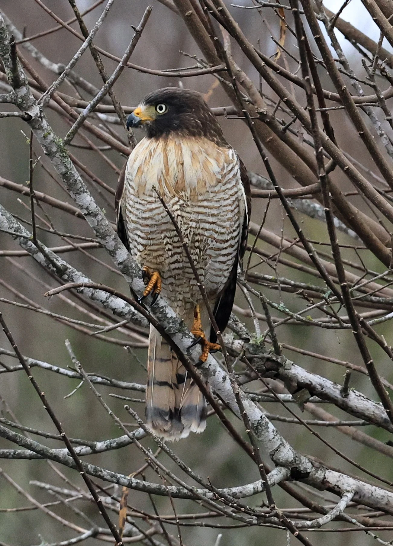 Roadside Hawk (Rupornis magnirostris) El Palmar National Park, Entre Rios, Argentina (16).jpg