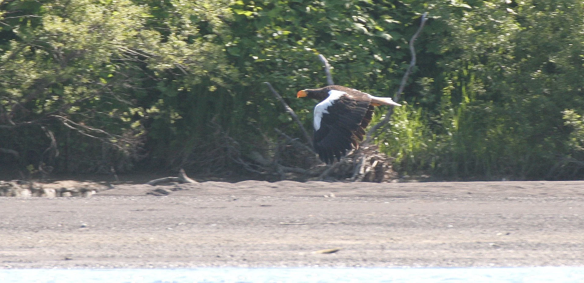 Haliaeetus pelagicus - STELLERS SEA EAGLE - ON KAMCHATKA COASTLINE - RUSSIA (68).jpg