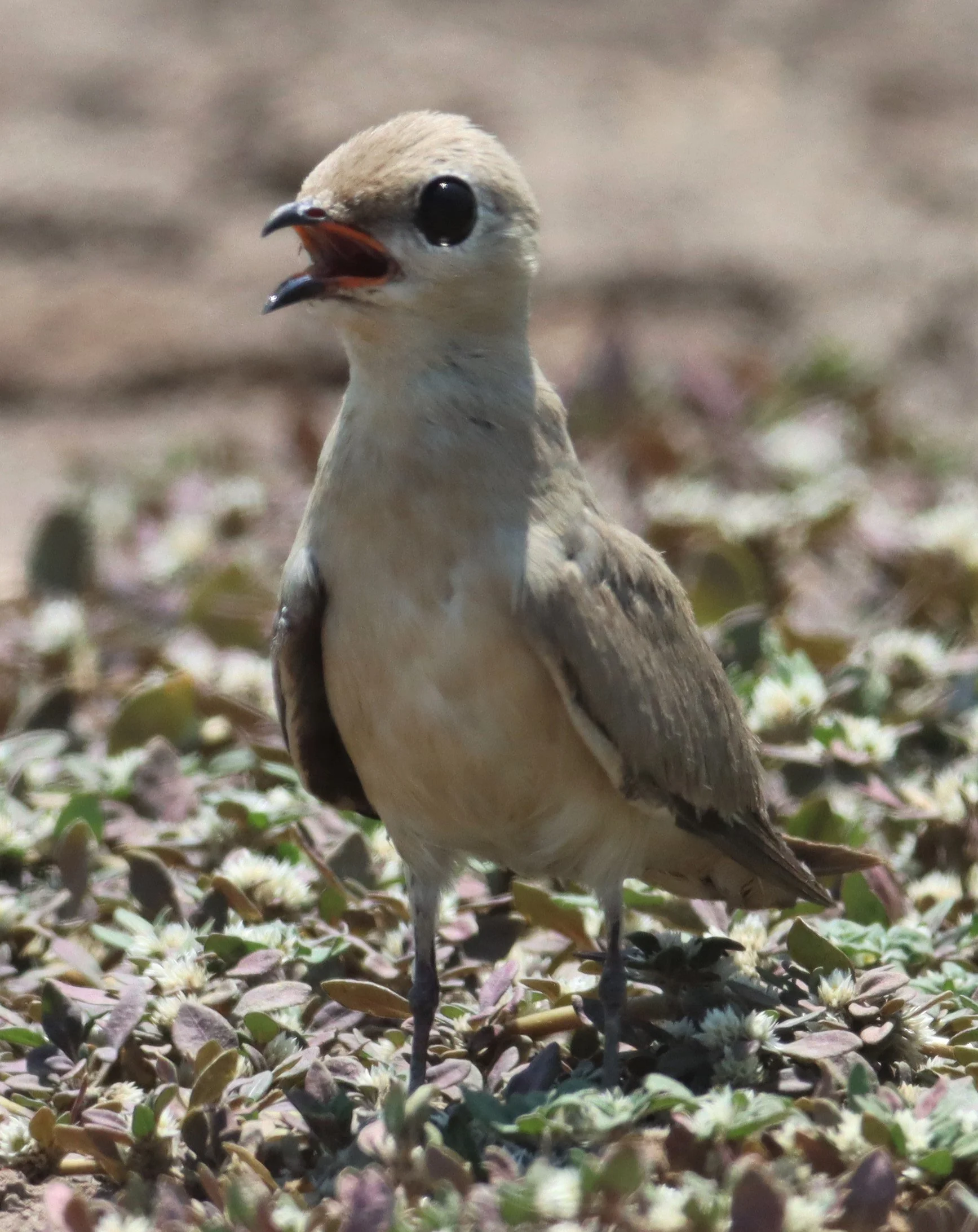 PRATINCOLE - SMALL PRATINCOLE - Glareola lactea - BANG KHAEM WETLANDS NAKHON PATHOM (3).jpg