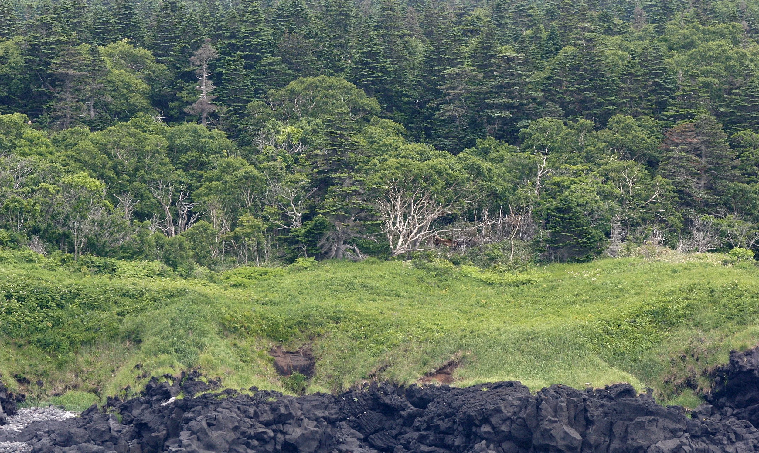KURIL ISLANDS - FLORA  (15).jpg