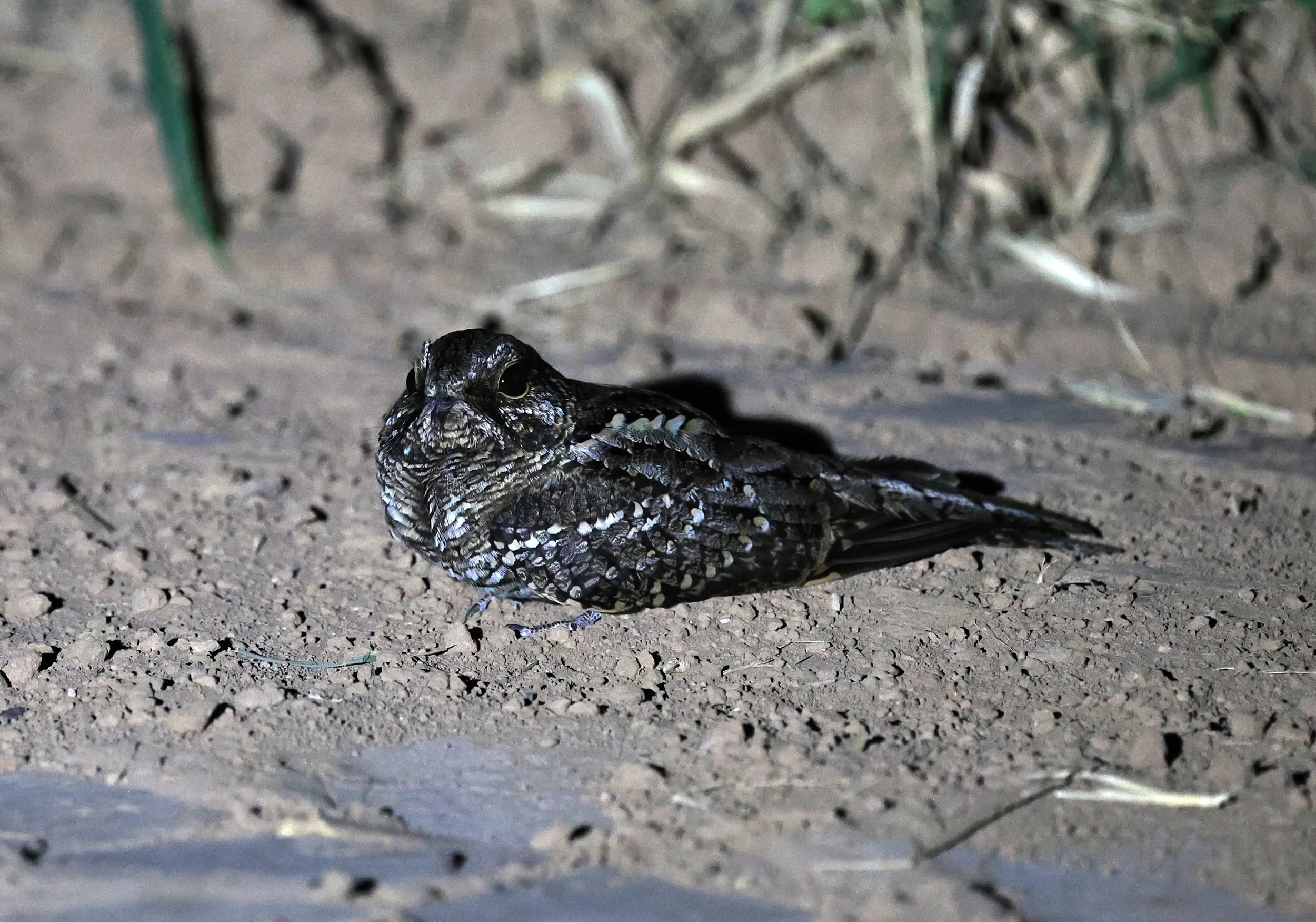 Scissor-tailed Nightjar (Hydropsalis torquata) female - Fortin Toledo Paraguay (18).jpg