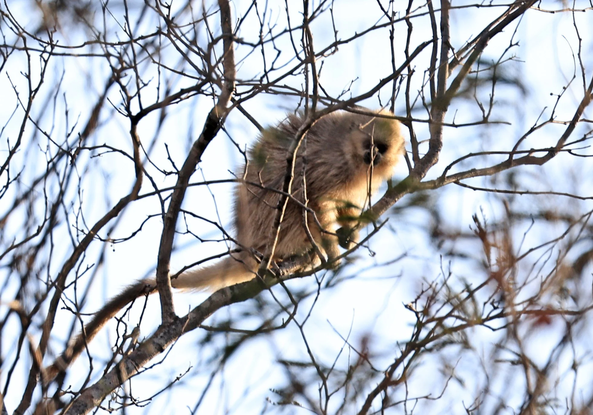 Chacoan Titi (Callicebus pallescens) Agua Dulce Paraguay (3).jpg