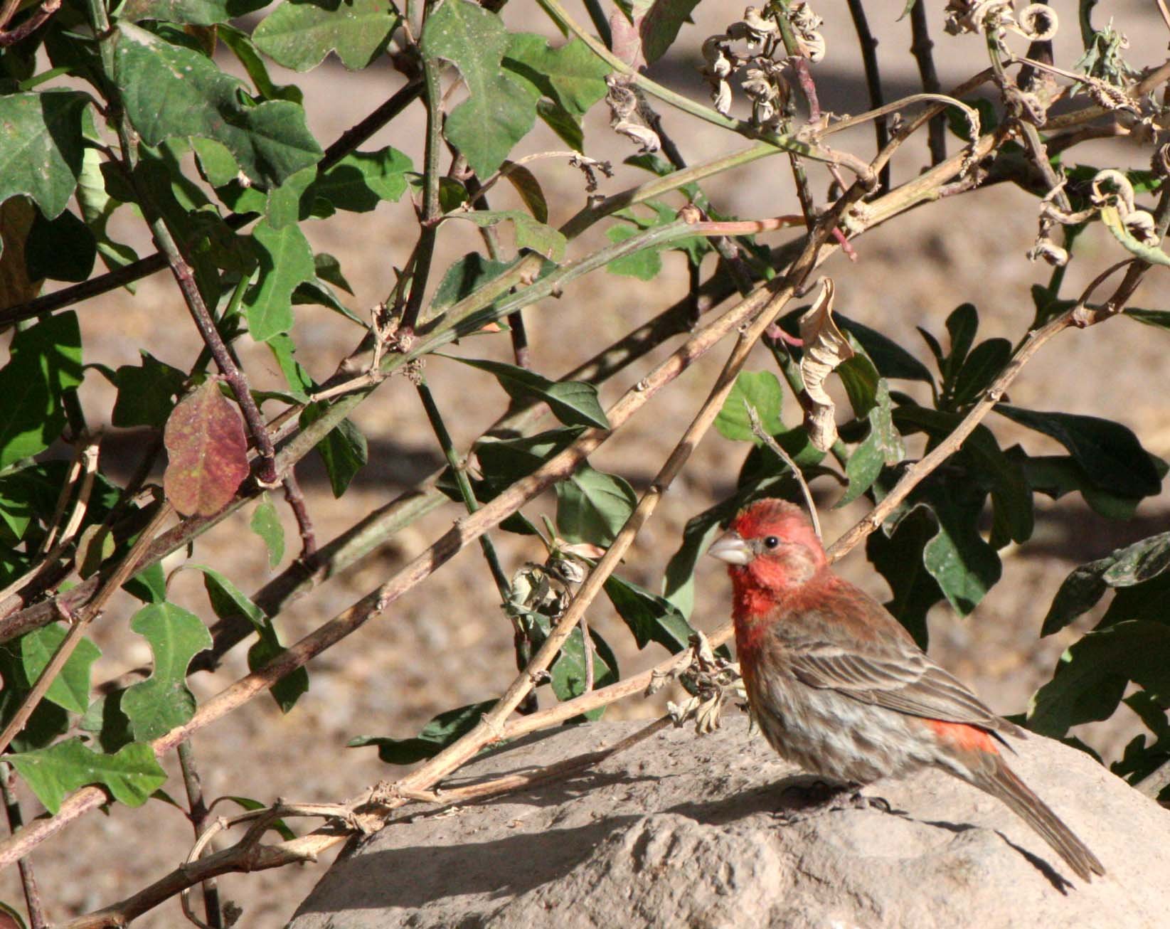 House Finch (Haemorhous mexicanus) Loreto Baja Mexico (6).JPG