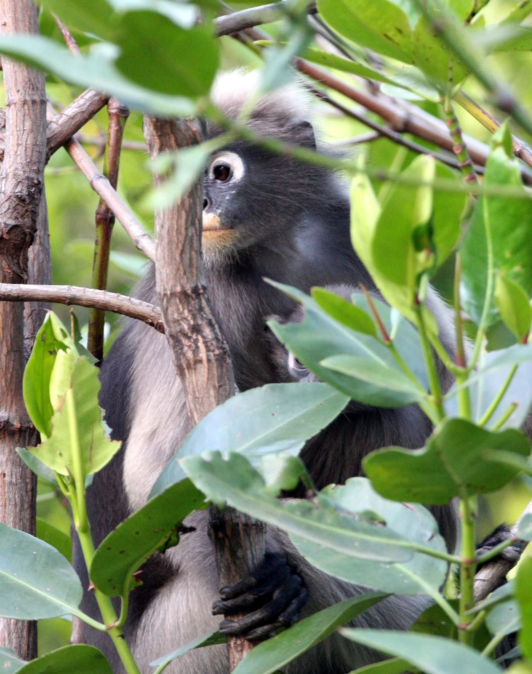 CERCOPITHECIDAE - Trachypithecus obscurus flavicauda - BLOND-TAILED (DUSKY) LANGUR - KHAO SAM ROI YOT THAILAND (9).JPG