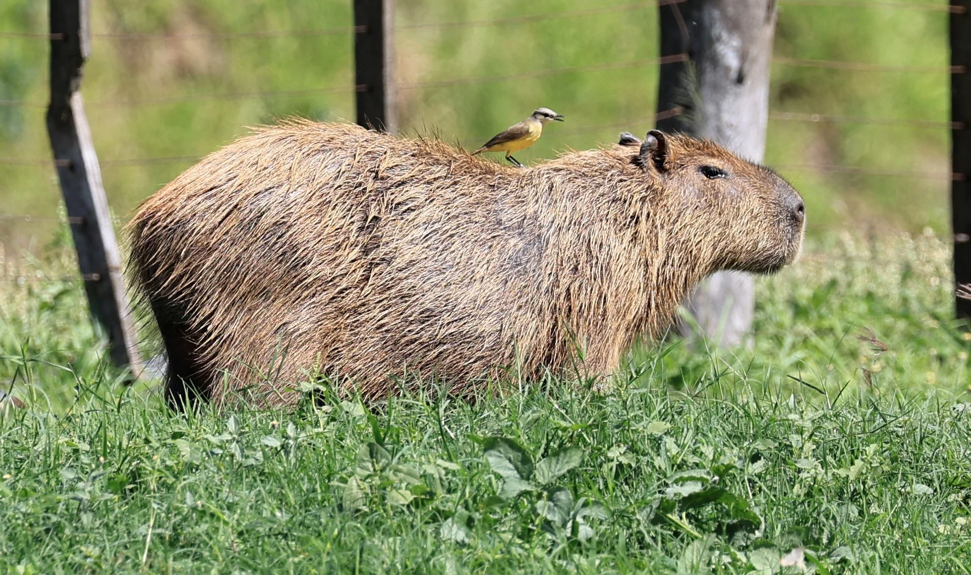 Capybara (Hydrochoerus hydrochaeris) Loma Plata Paraguay - Brunnen Strasse (5).jpg