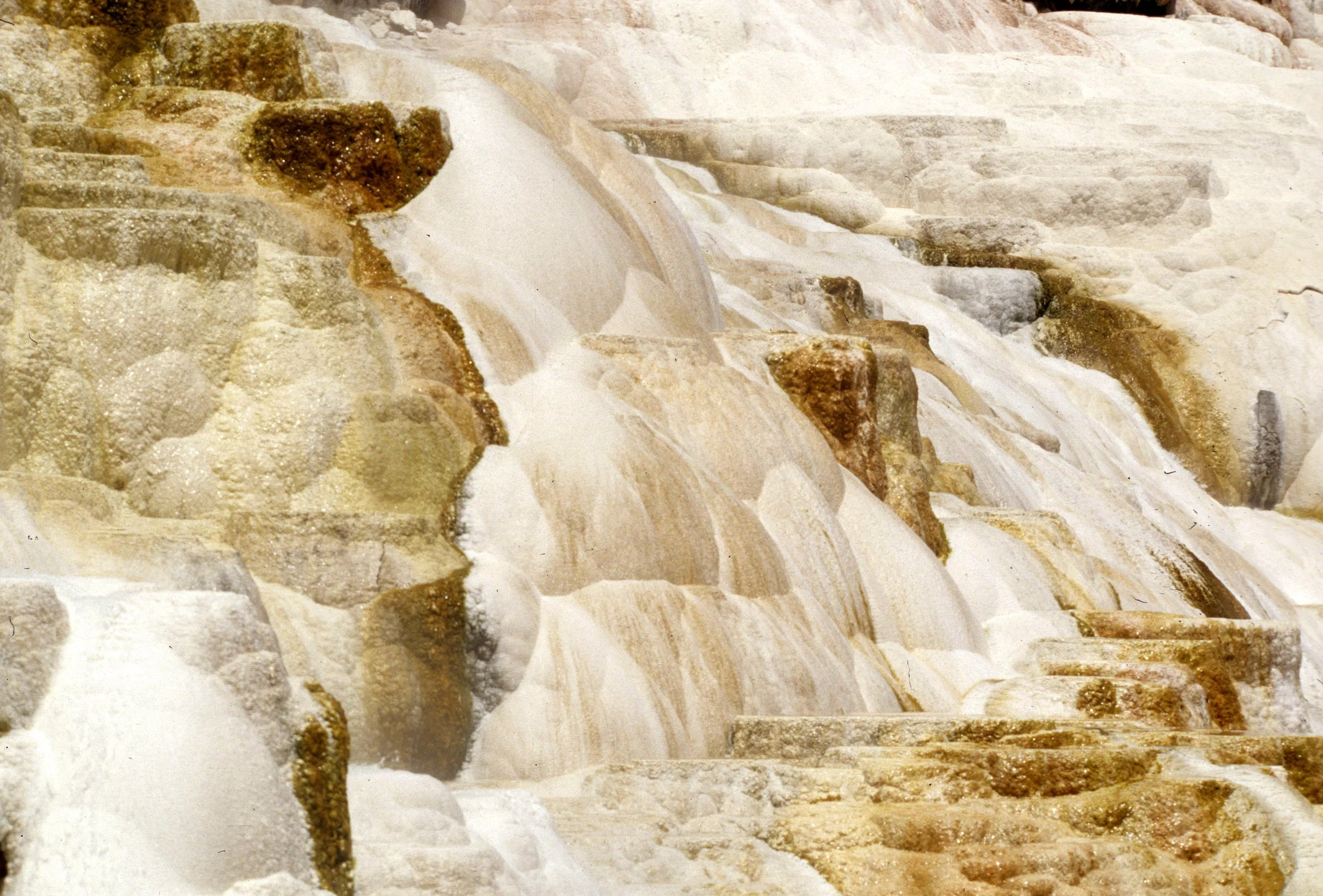 YELLOWSTONE - MAMMOTH HOTSPRINGS R.jpg