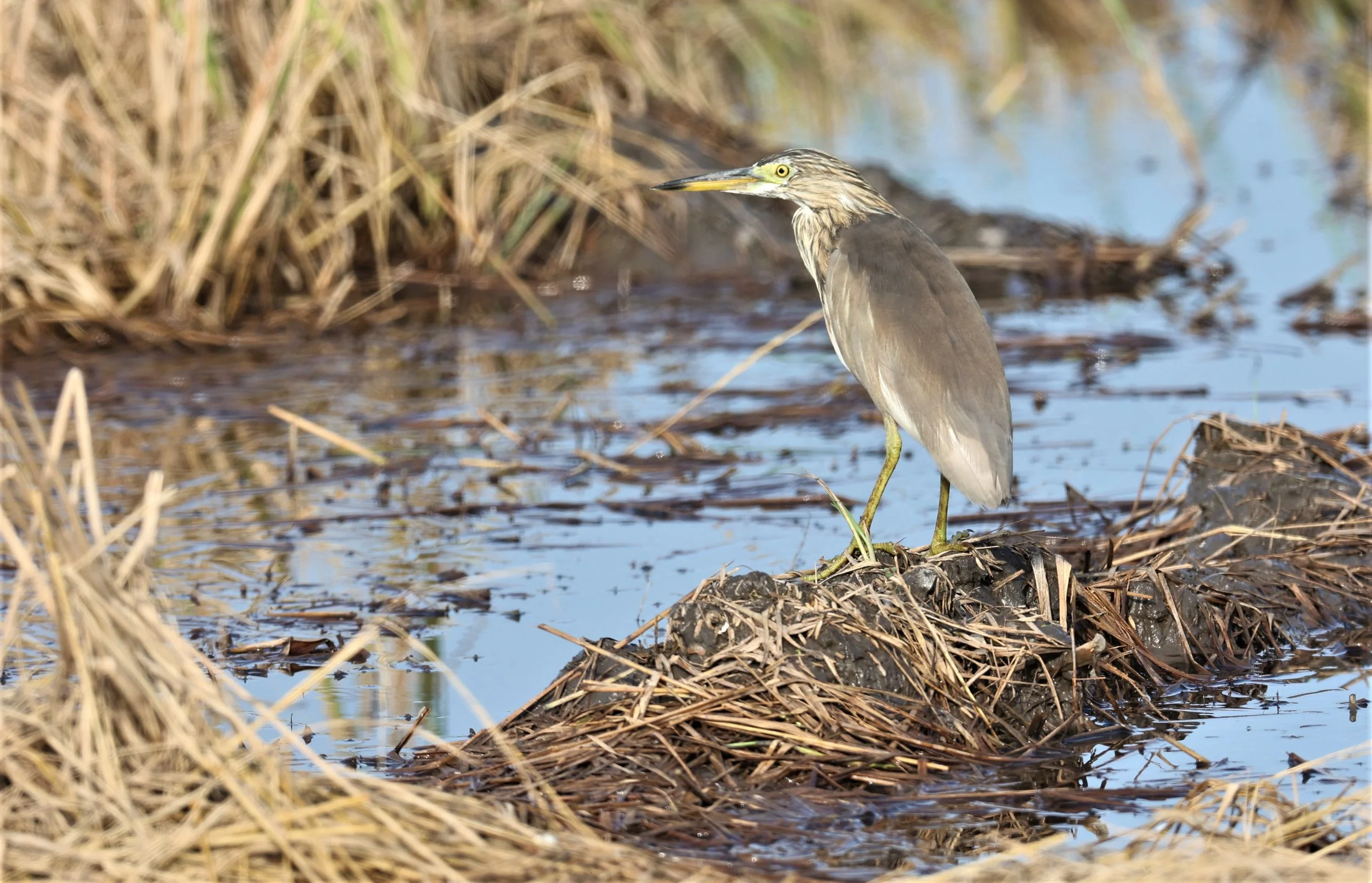 HERON - JAVAN POND HERON - Ardeola speciosa - PATHUM THANI RICE RESEARCH CENTER 14 SEPT 2021 (2).jpg