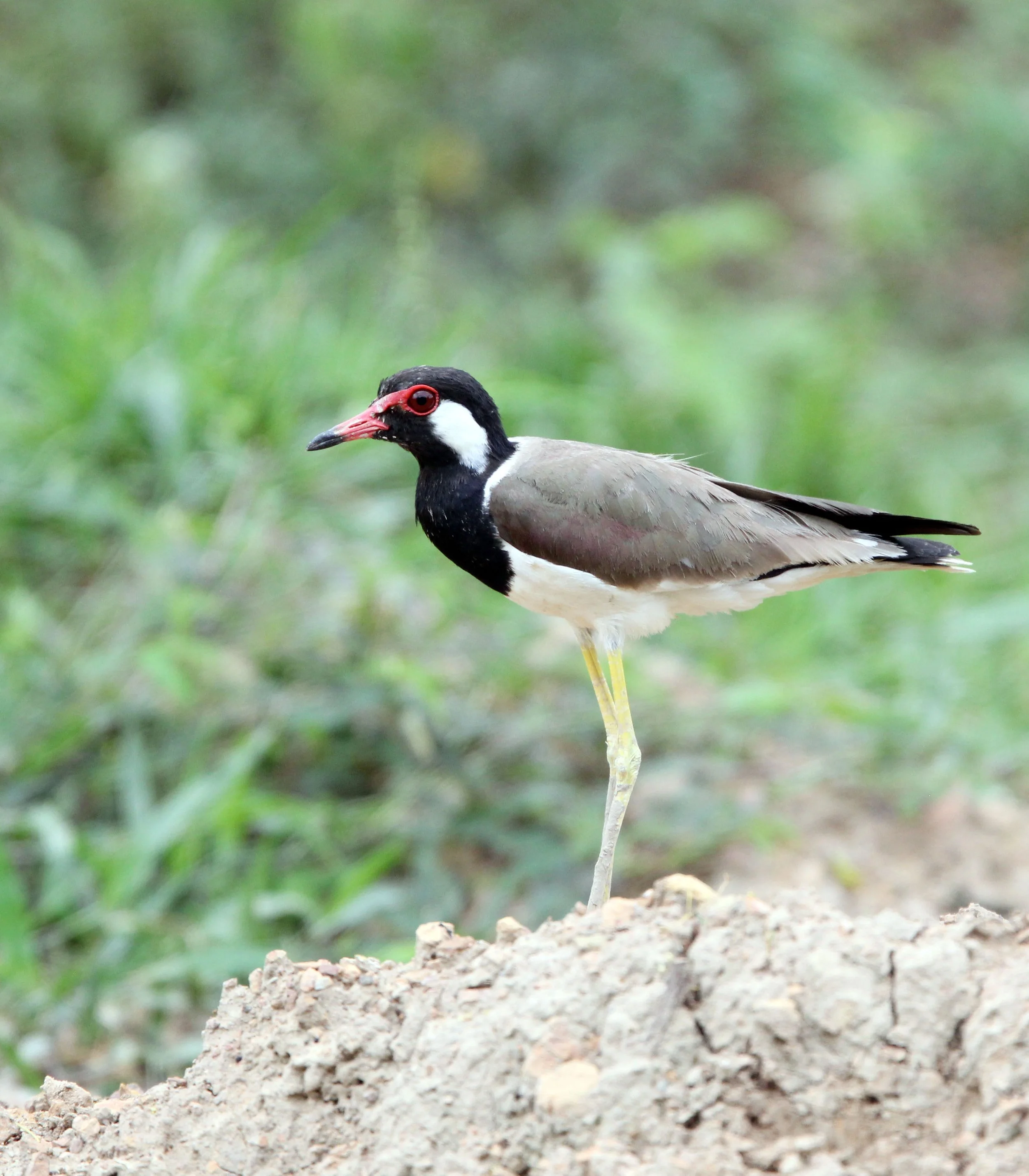 LAPWING - RED-WATTLED LAPWING - Vanellus indicus - KAENG KRACHAN NATIONAL PARK THAILAND (1).JPG