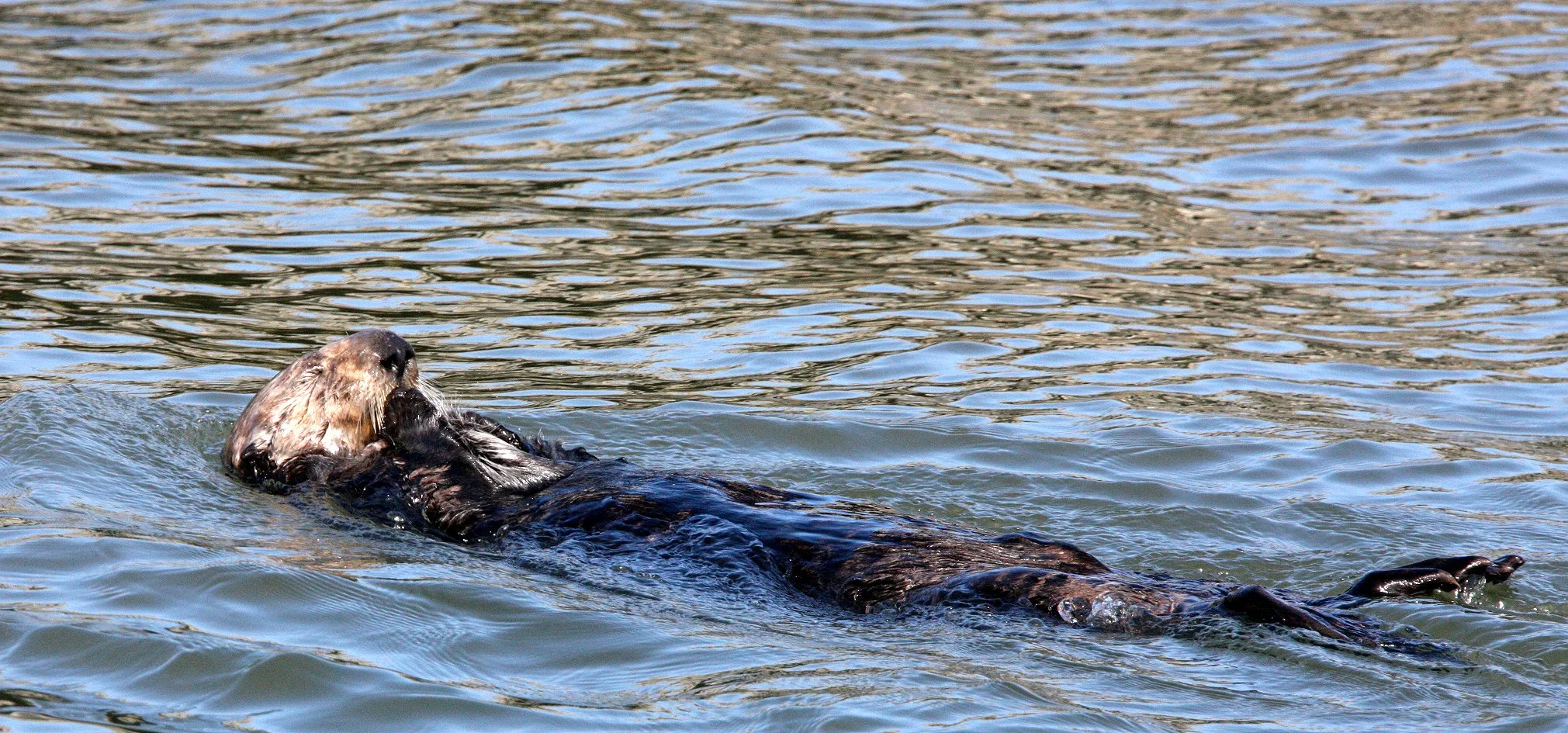 Enhydra lutris nereis - CALIFORNIA SEA OTTER - ELKHORN SLOUGH  WILDLIFE REFUGE CALIFORNIA (60).JPG