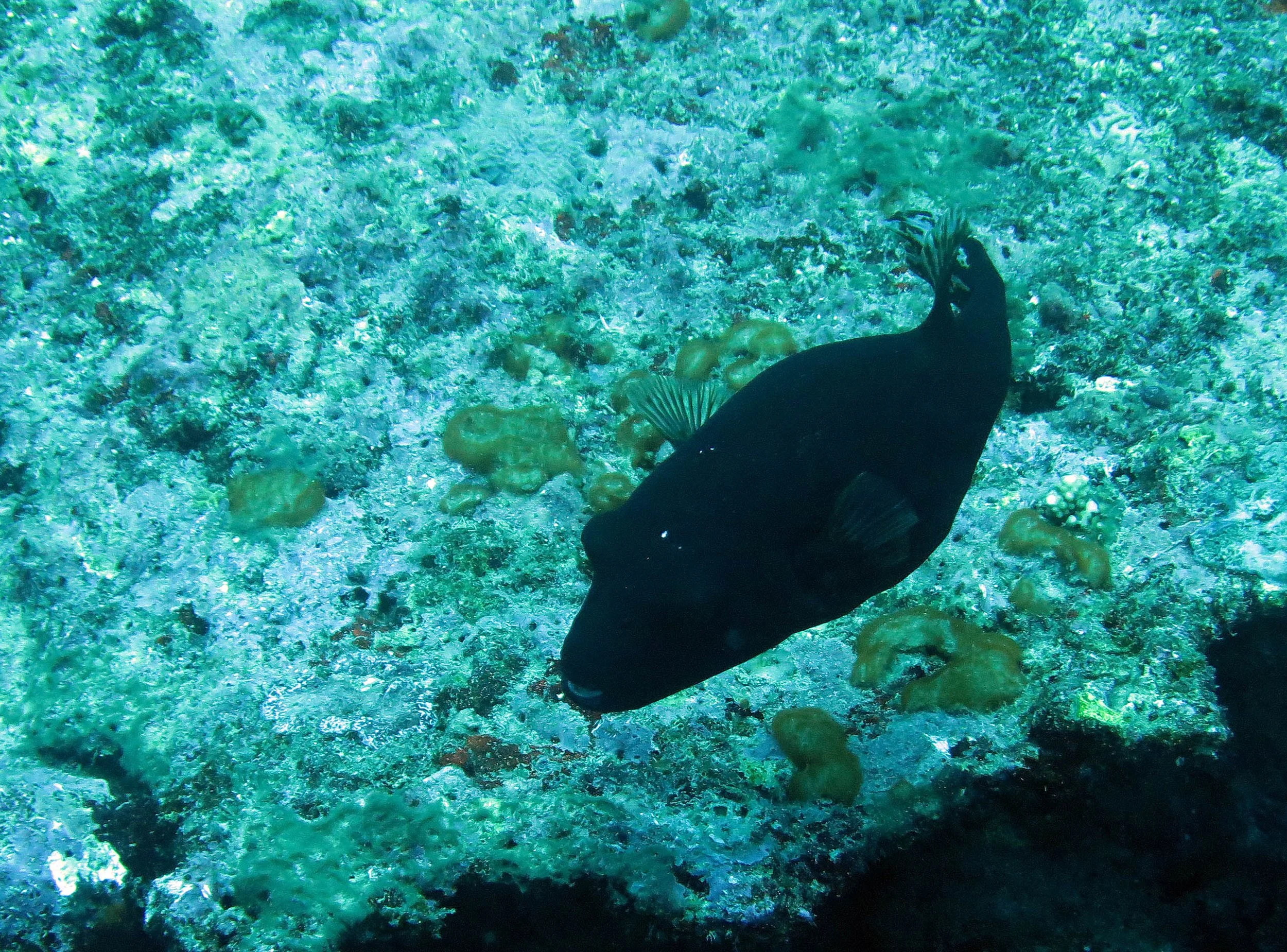 Tetraodontidae - Blackspotted puffer (Arothron nigropunctatus) - Similans Thailand (2).JPG