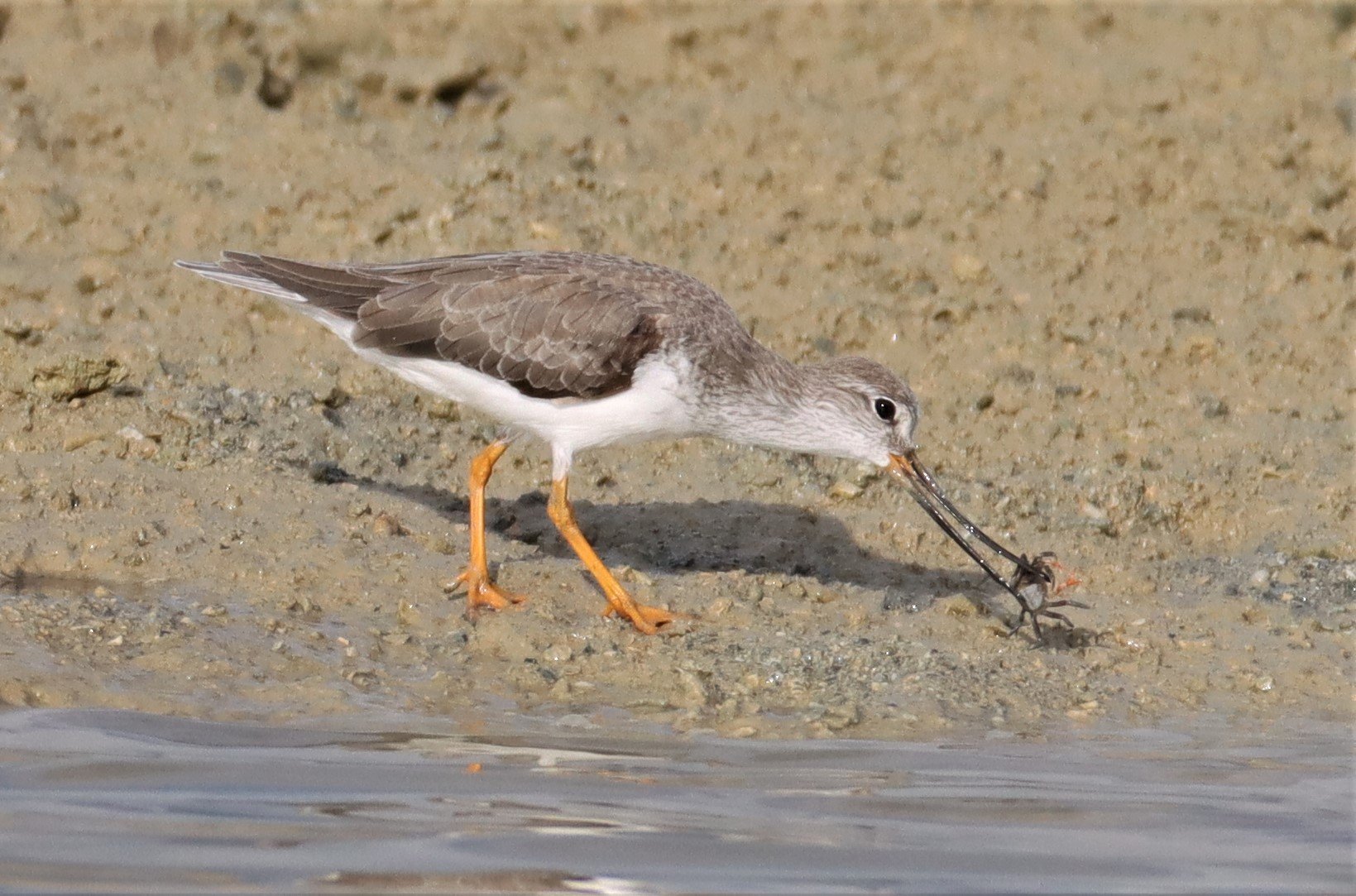 SANDPIPER - TEREK SANDPIPER - Xenus cinereus - LAEM PAKARAM PHANG NGA 2021 (12).jpg