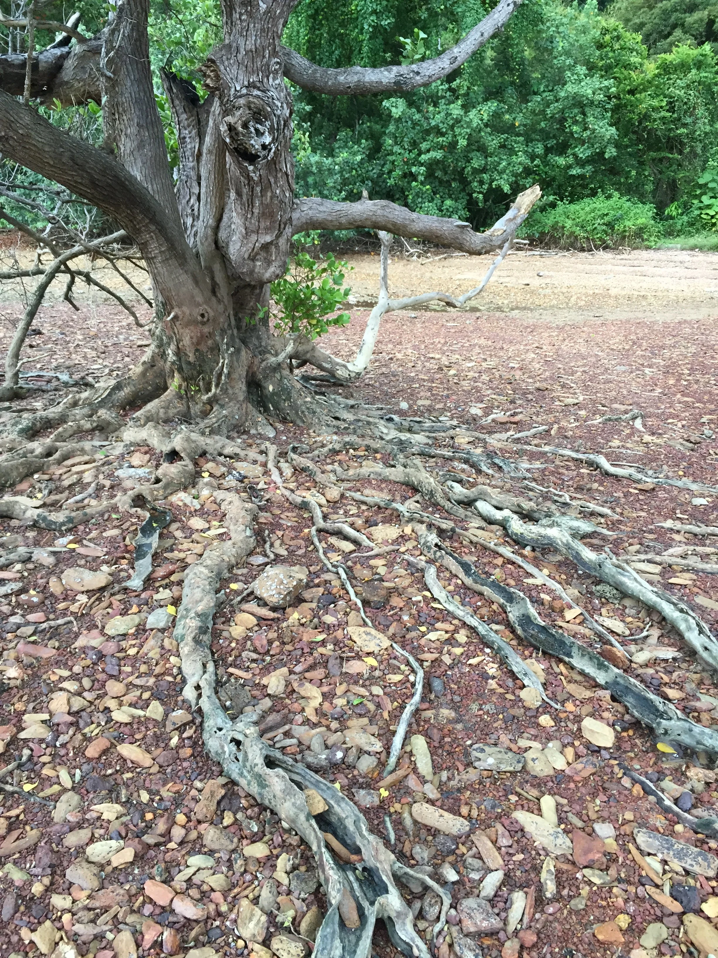 2015 Koh Lanta Garden & Nature (221).jpg