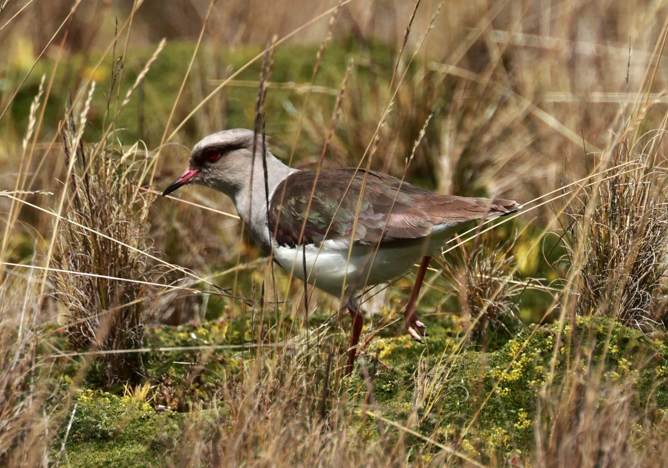 Lapwing - Andean Lapwing - Vanellus resplendens - Antisana National Park, Eastern Andes Ecuador (28).jpg