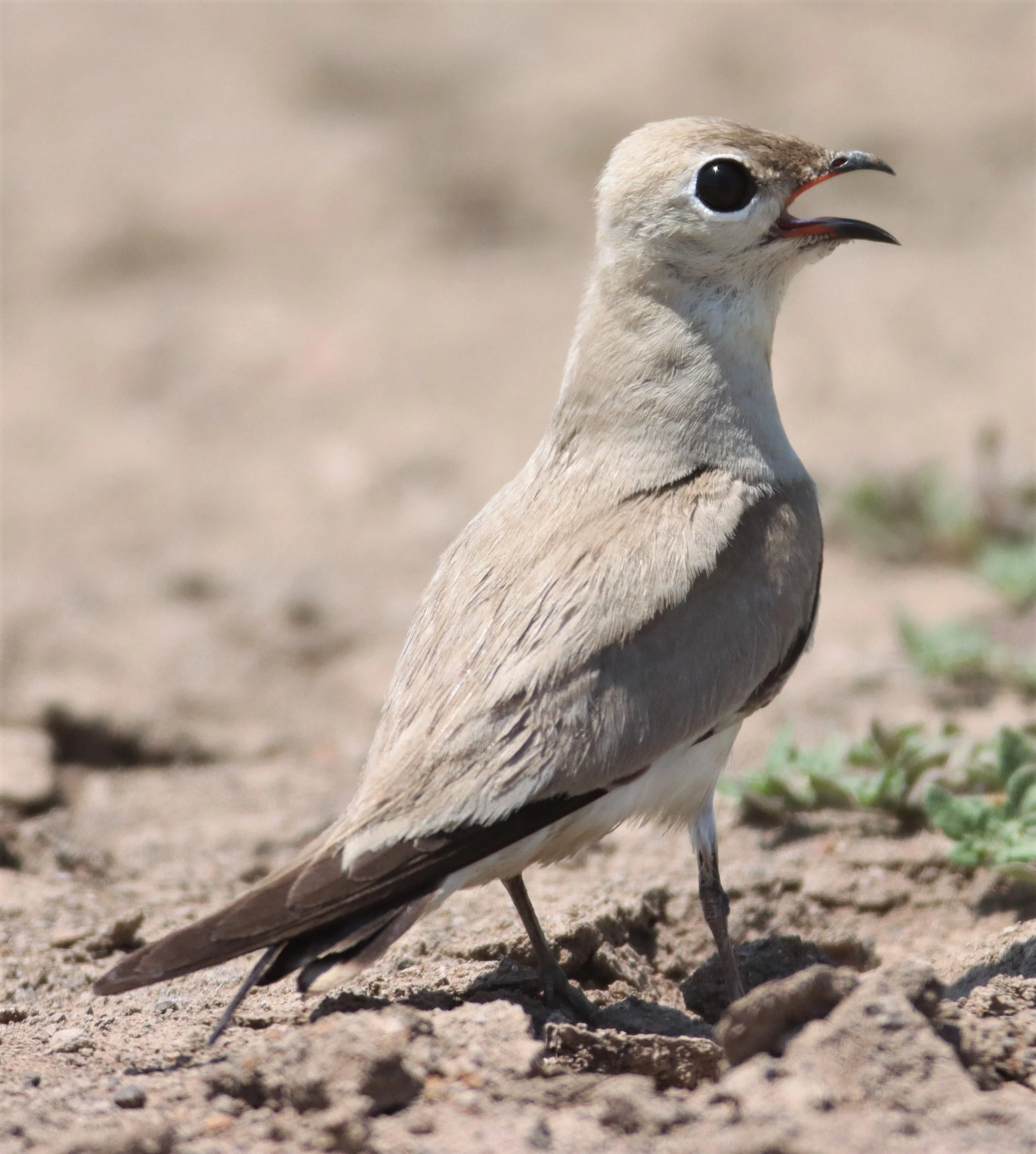 PRATINCOLE - SMALL PRATINCOLE - Glareola lactea - BANG KHAEM WETLANDS NAKHON PATHOM (19).jpg