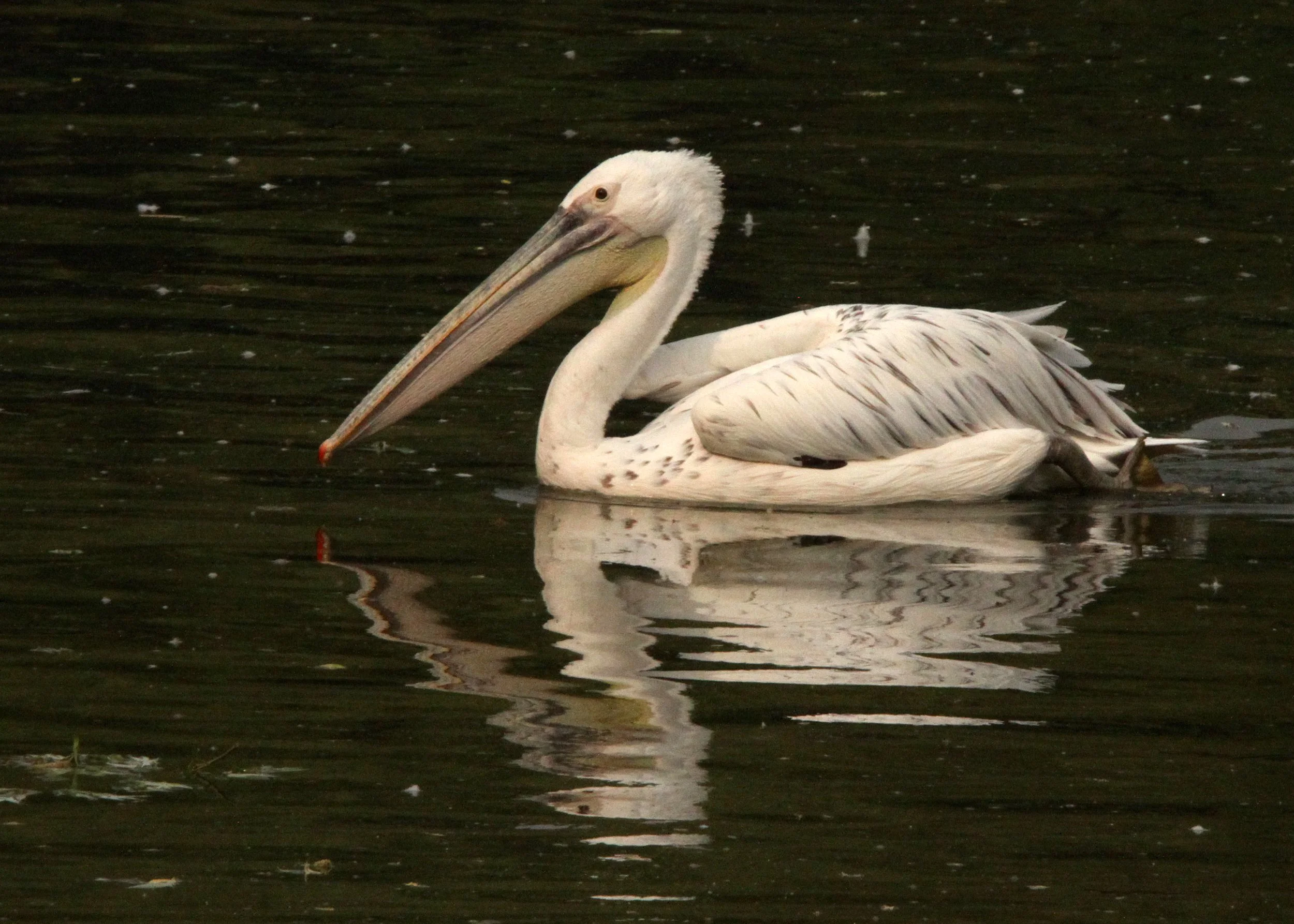 Pelecanus rufescens - PINK-BACKED PELICAN - SHANGHAI ZOO (2).JPG