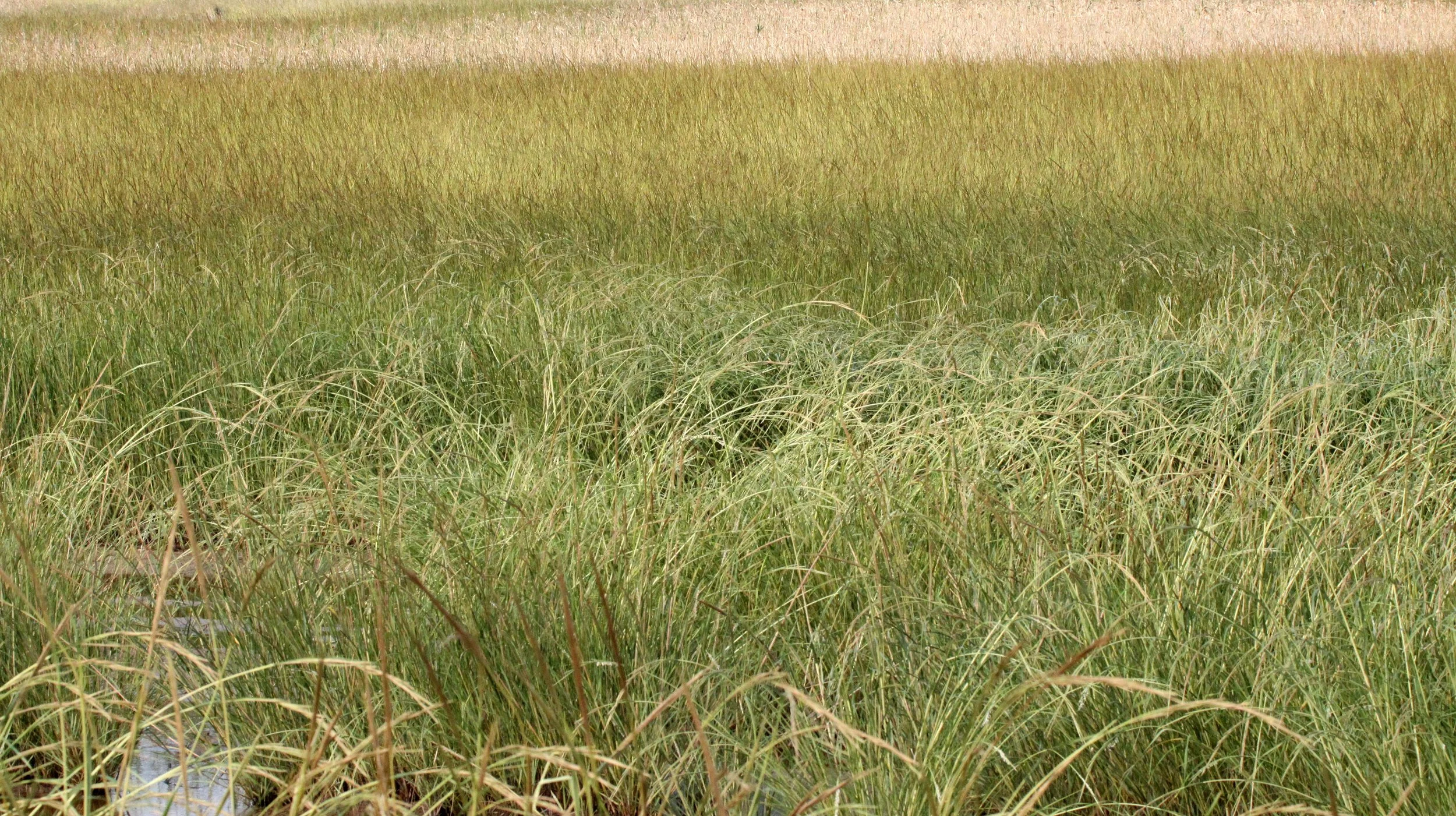 CHONGMING ISLAND - DONGTAN WETLANDS RESERVE - CHINA (13).JPG