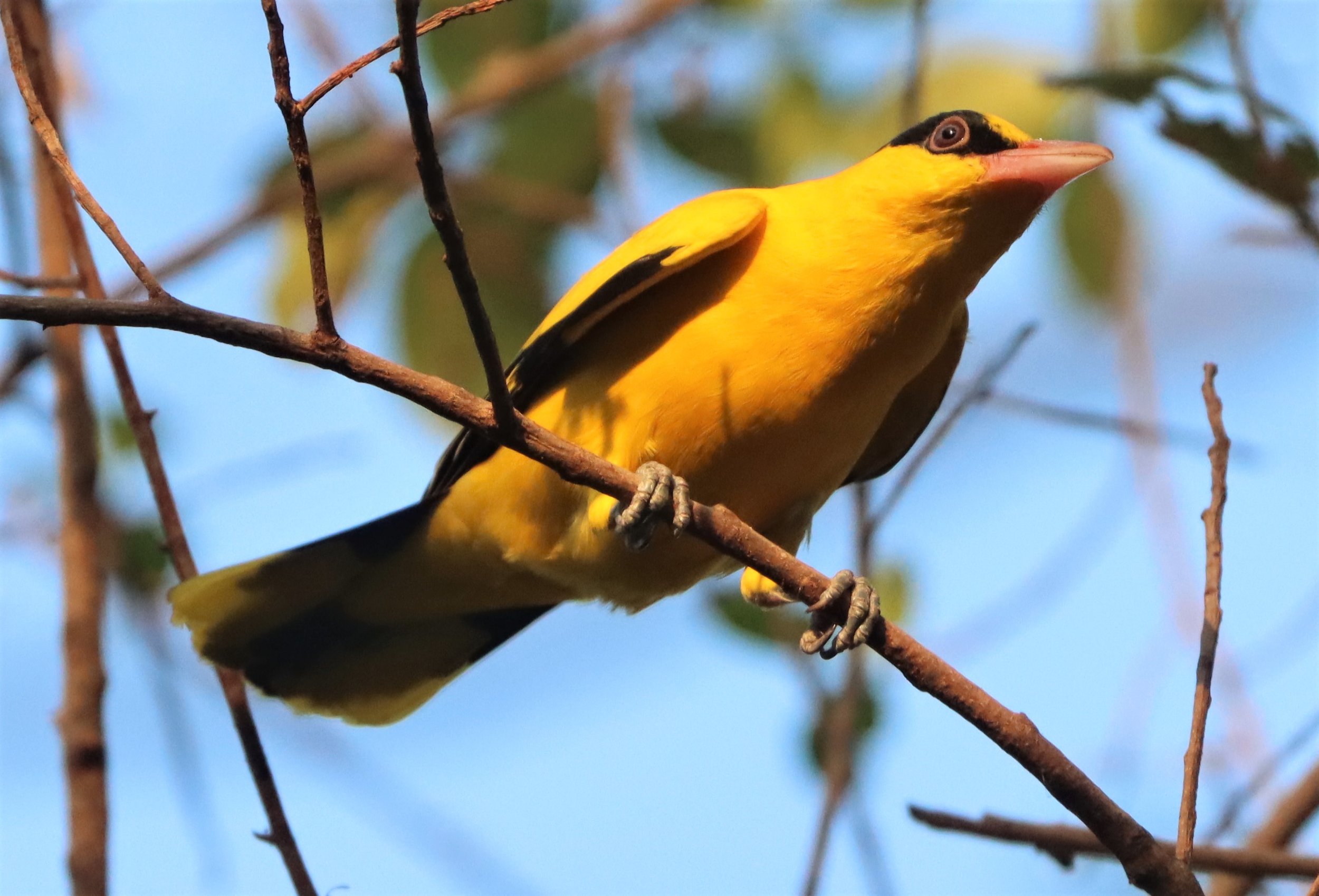 Black-napped Oriole (Oriolus chinensis) Rama 9 Park Bangkok (31).jpg