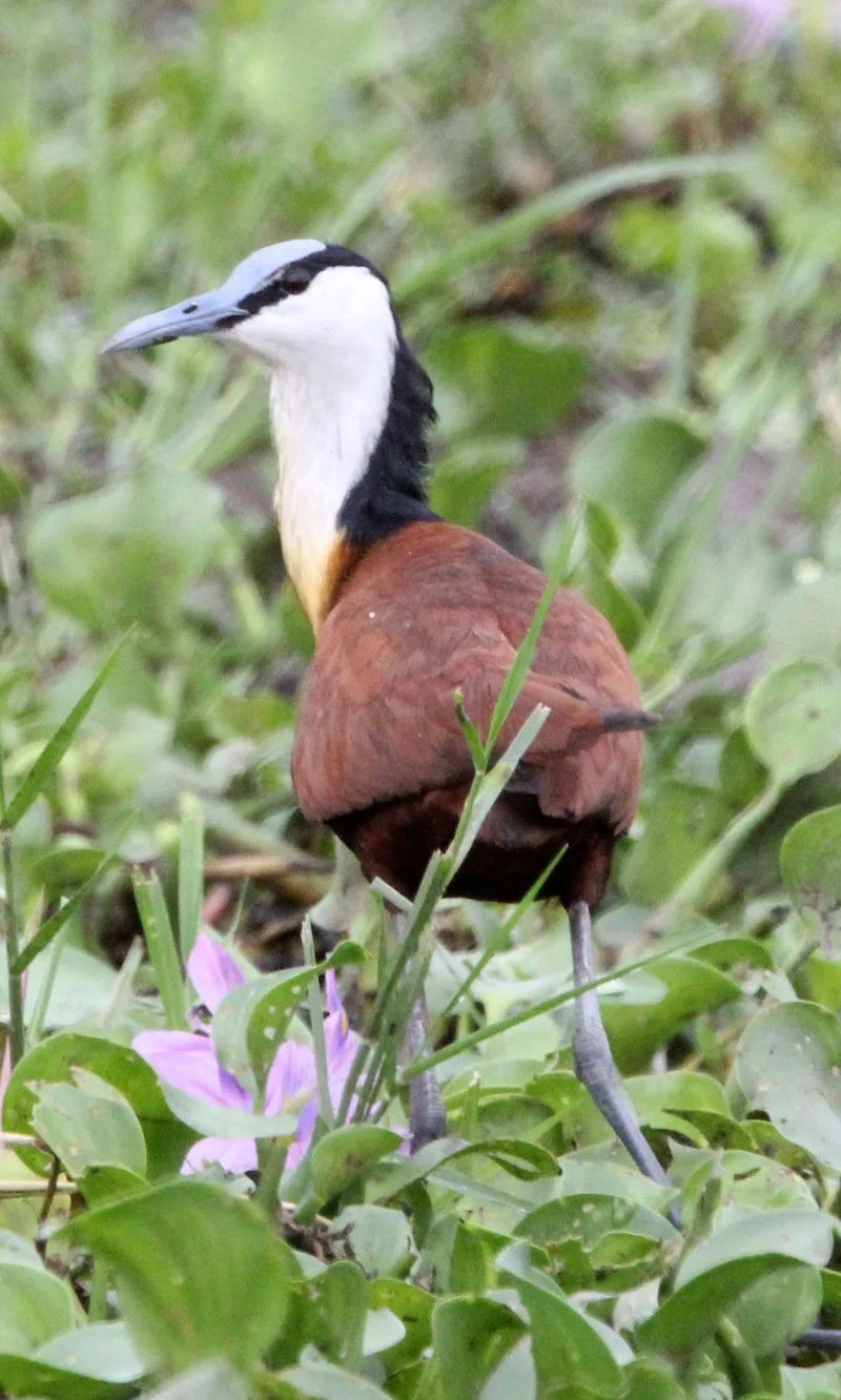 African Jacana - Actophilornis africanus - Murchison Falls NP Uganda (1).JPG