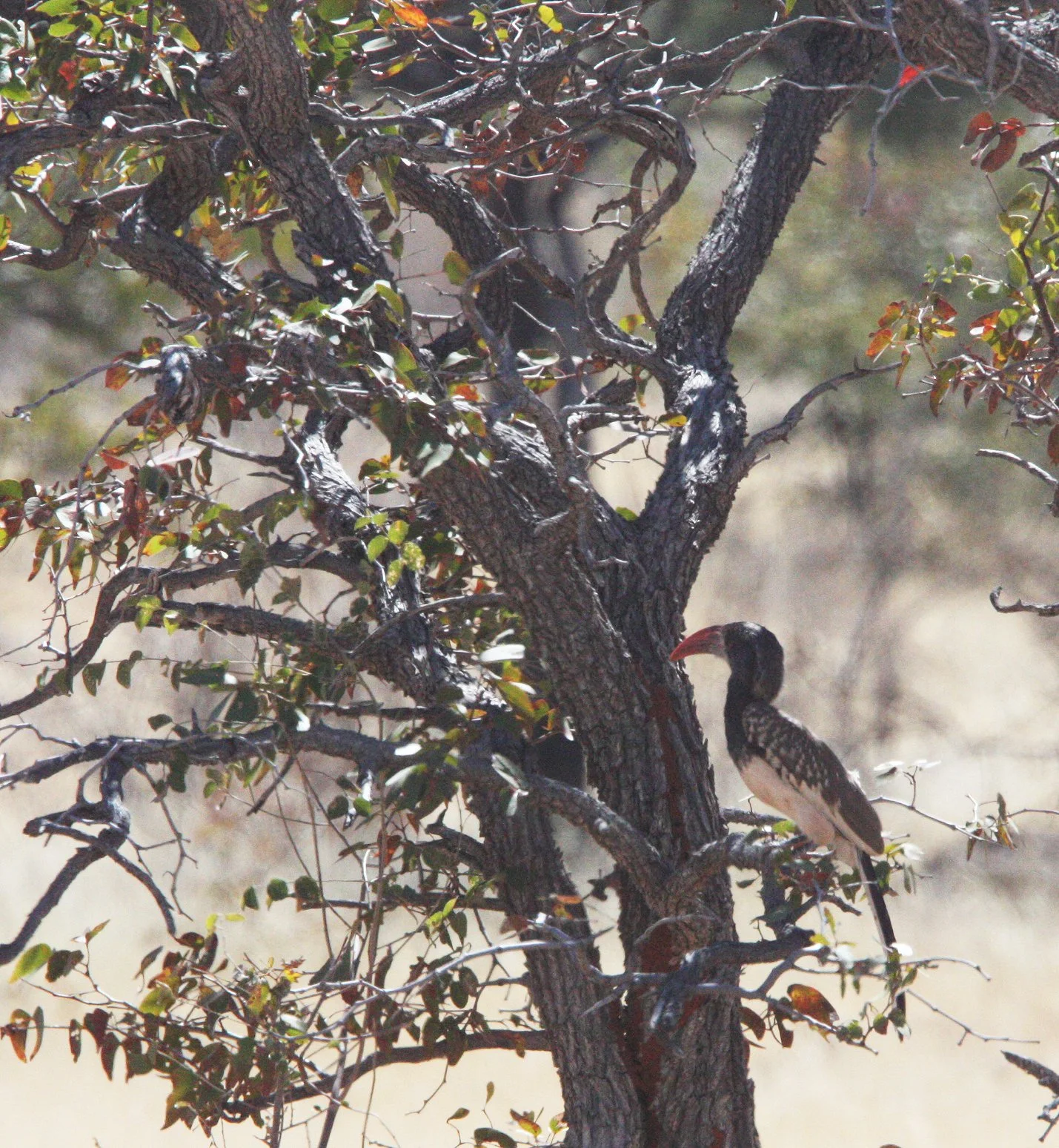 Tockus monteiri - MONTEIRO'S HORNBILL - DAMARALAND NAMIBIA (1).JPG
