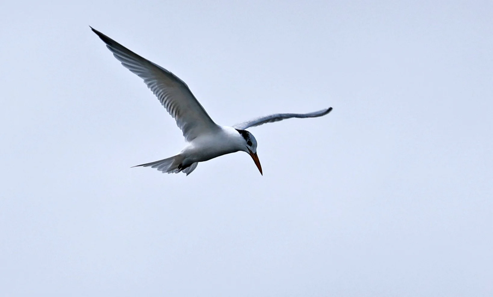 Little Tern (Sternula albifrons) Superagüi National Park