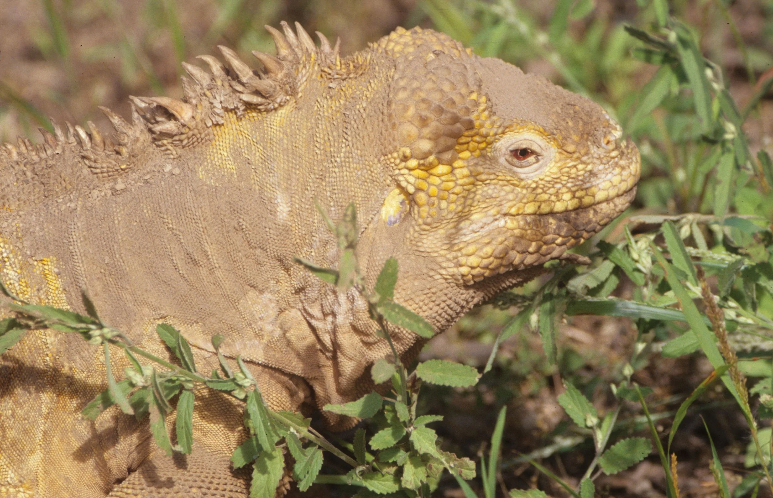 Conolophus subcristatus - GALAPAGOS LAND IGUANA - GALAPAGOS ISLANDS - ISABELLA ISLAND MOSTLY (10).jpg