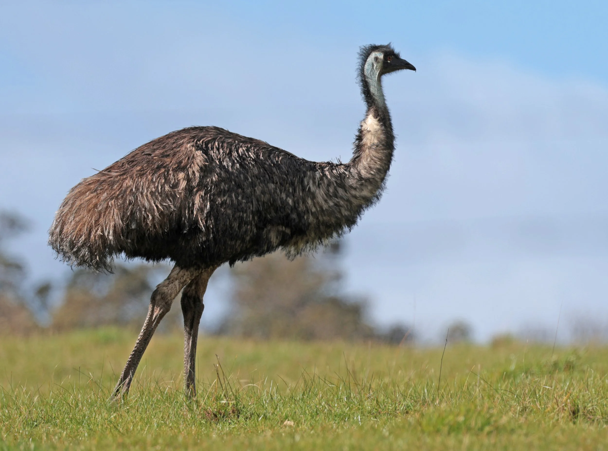 Emu (Dromaius novaehollandiae) Mt Frankland NP - Western Australia (34).jpg
