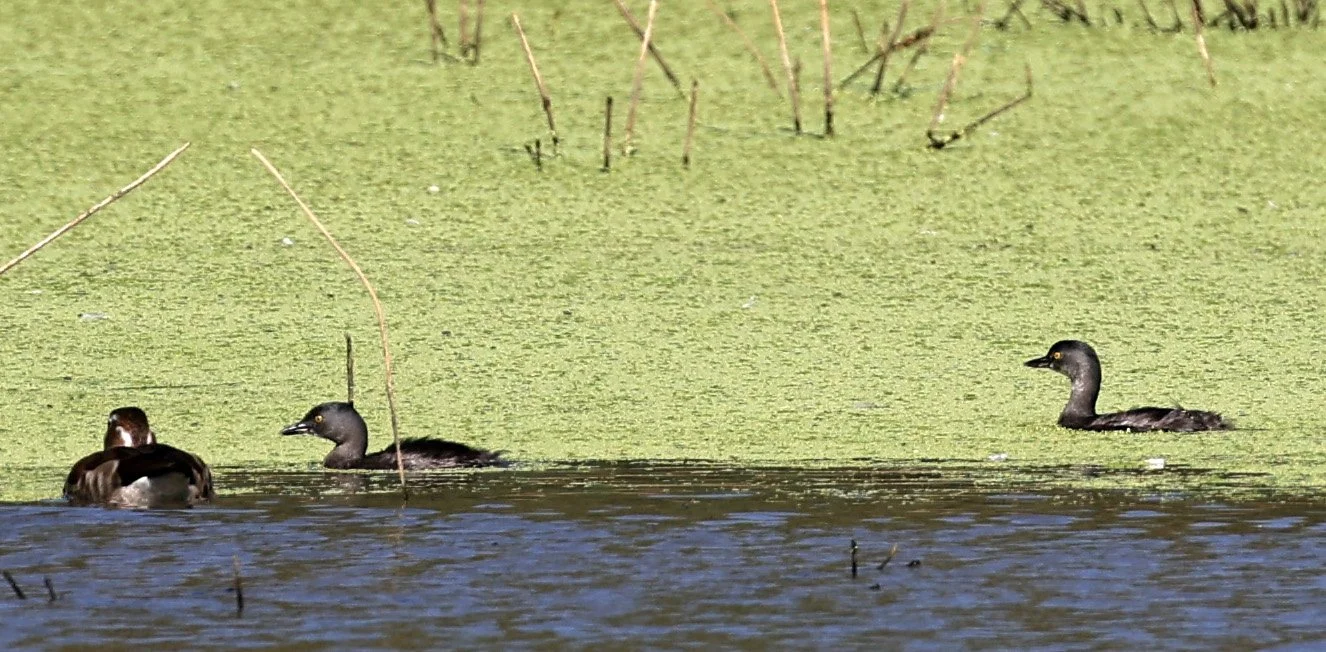 Least Grebe (Tachybaptus dominicus) Agua Dulce Paraguay (1).jpg