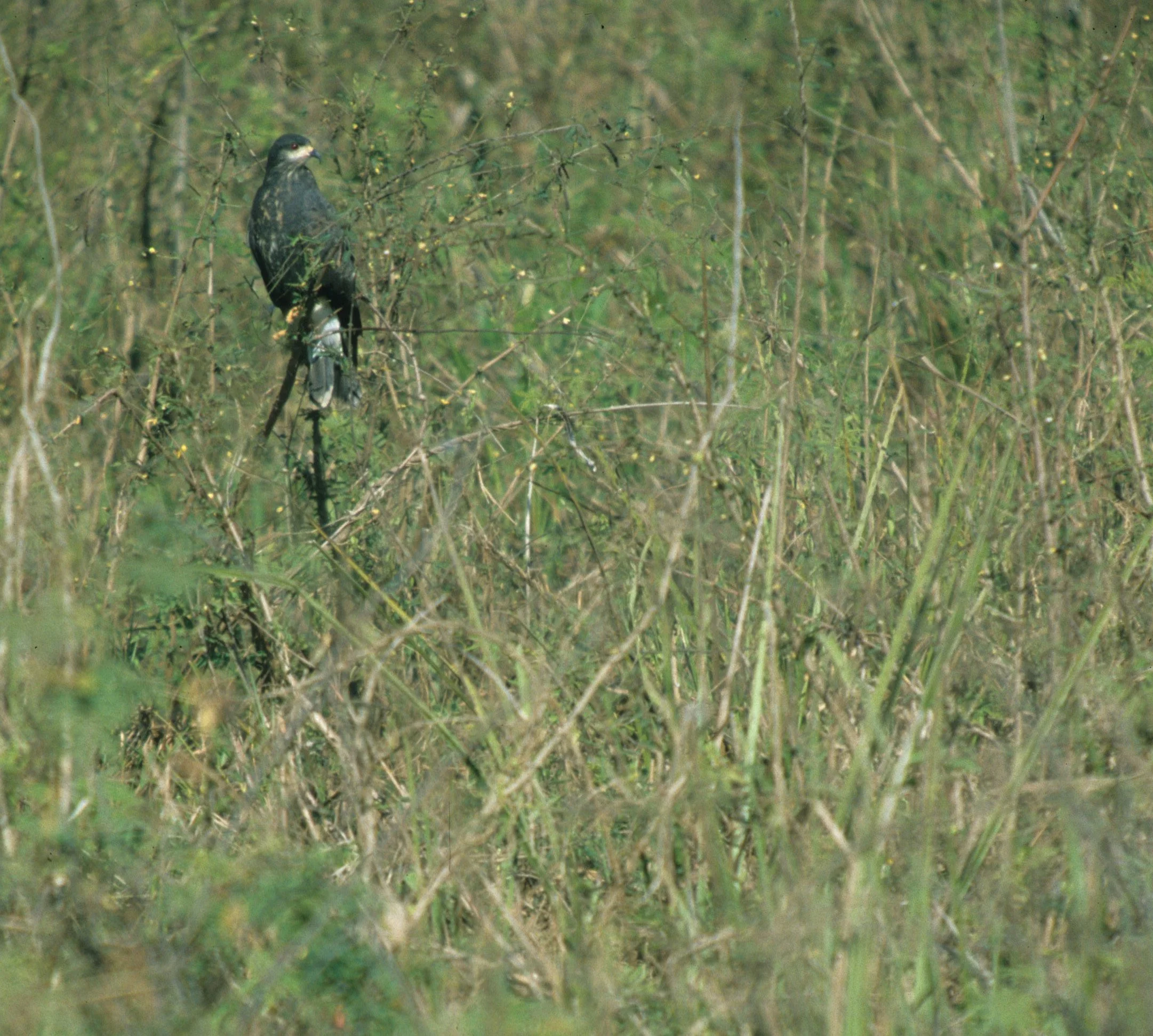 Pantanal 1994