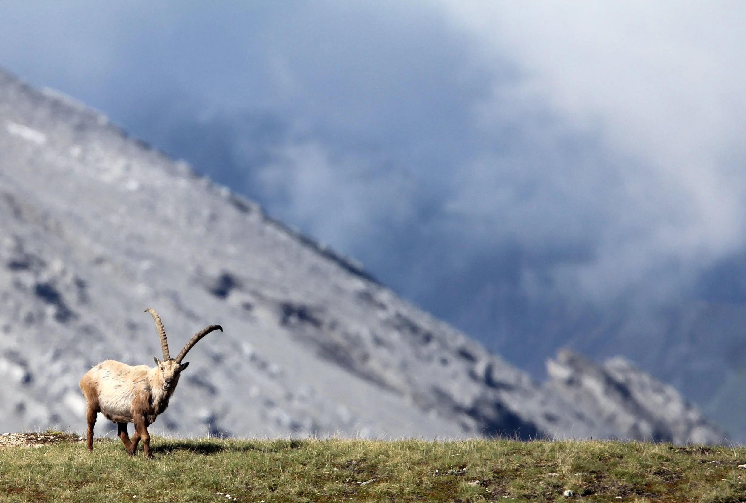 IBEX - ALPINE IBEX - Capra ibex - STELVIO NATIONAL PARK ITALY (37).JPG
