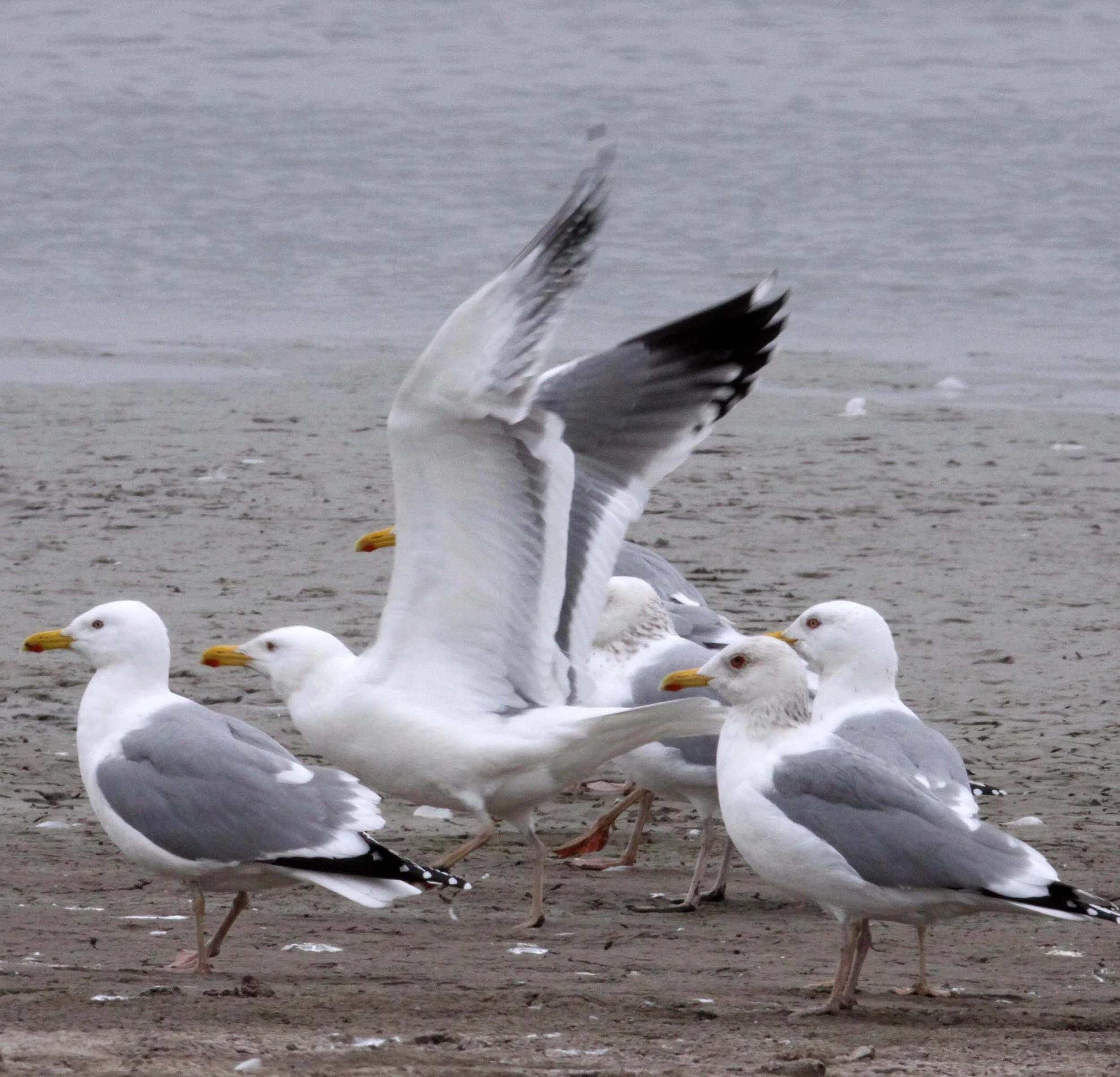 BIRD - GULL - HUEGLIN'S GULL- YANCHENG CHINA (12).JPG